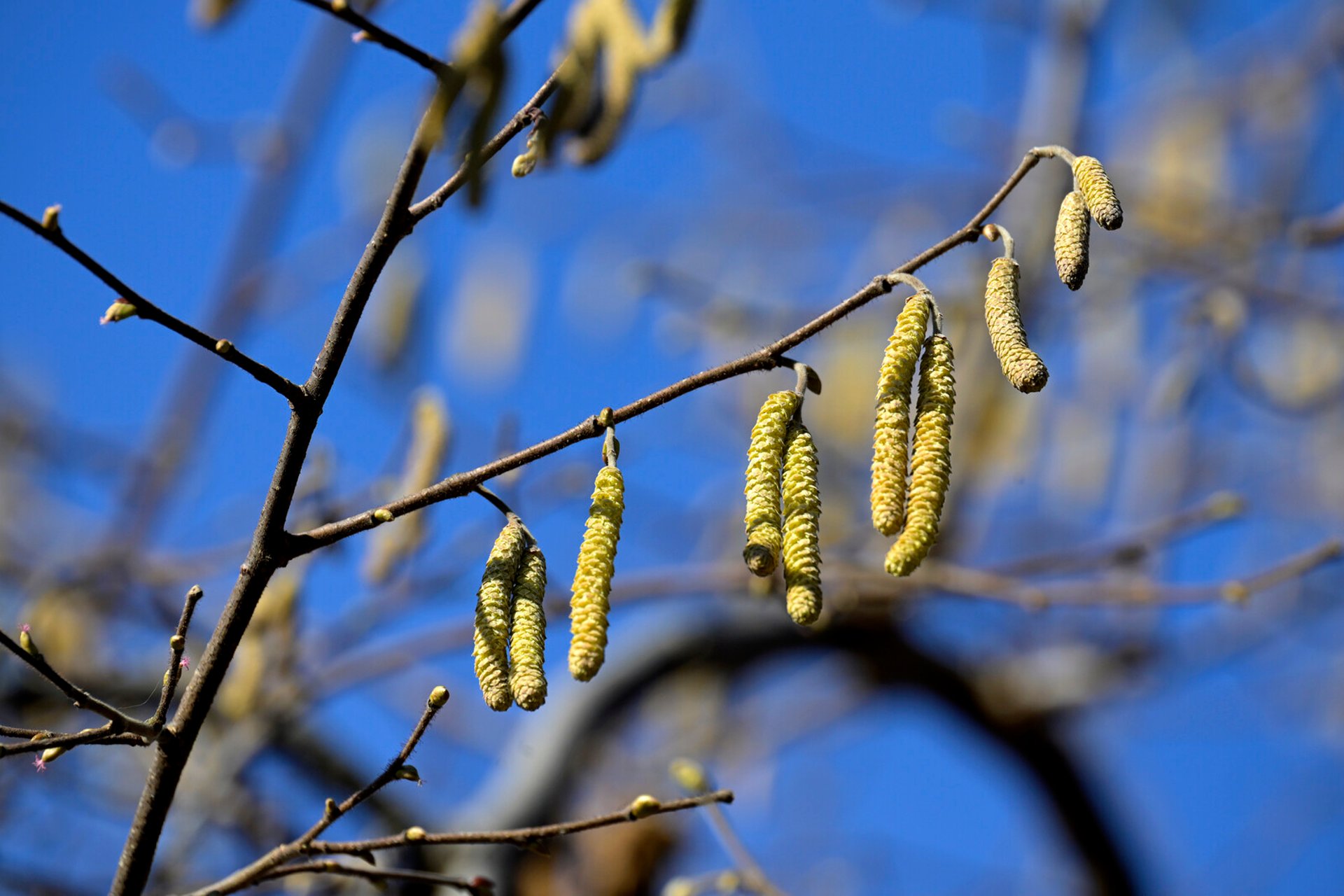 Most common mistakes during pollen season