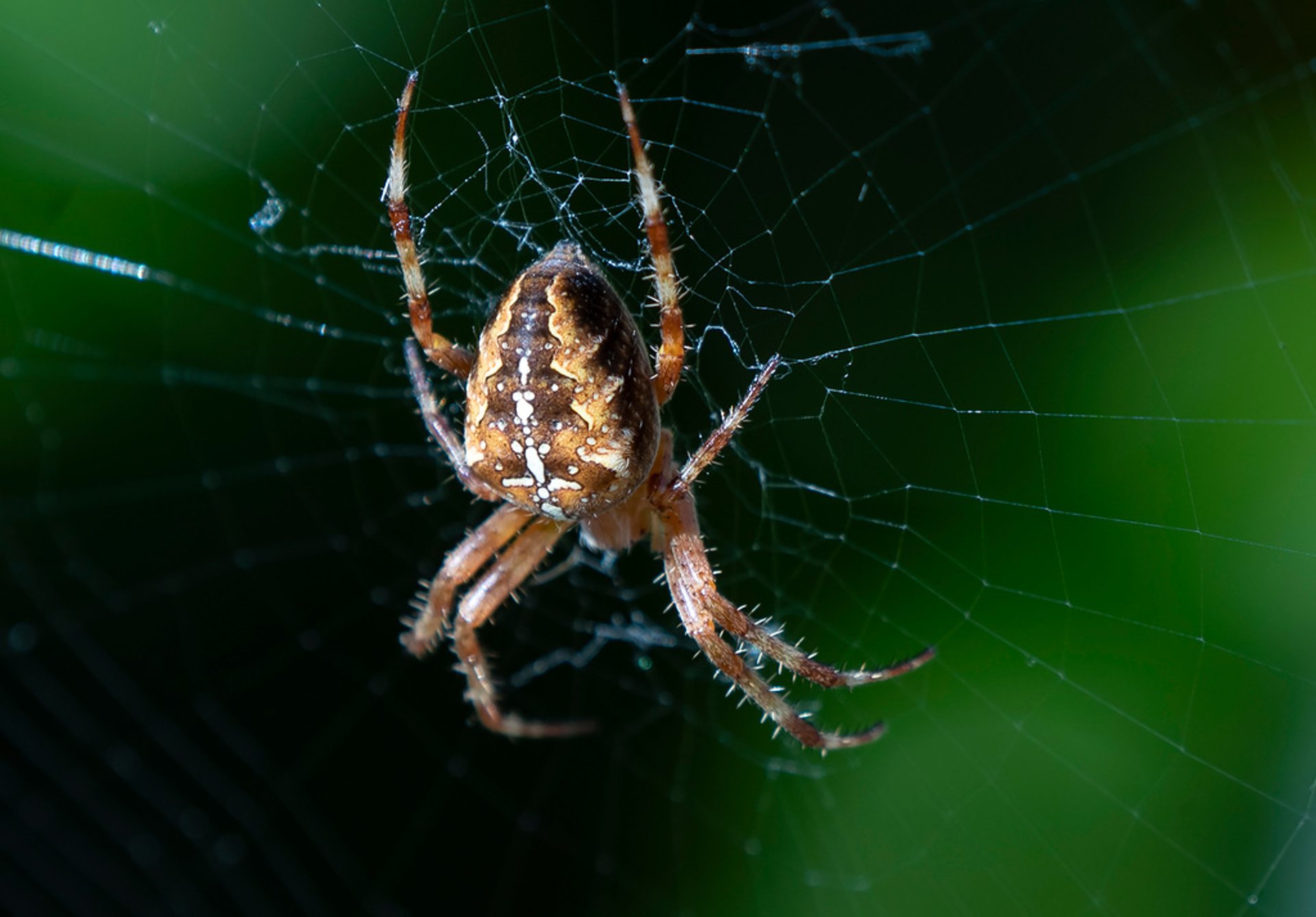 Study one step closer to artificial spider silk