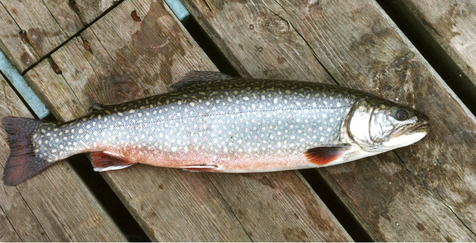 The Grayling in Vättern is