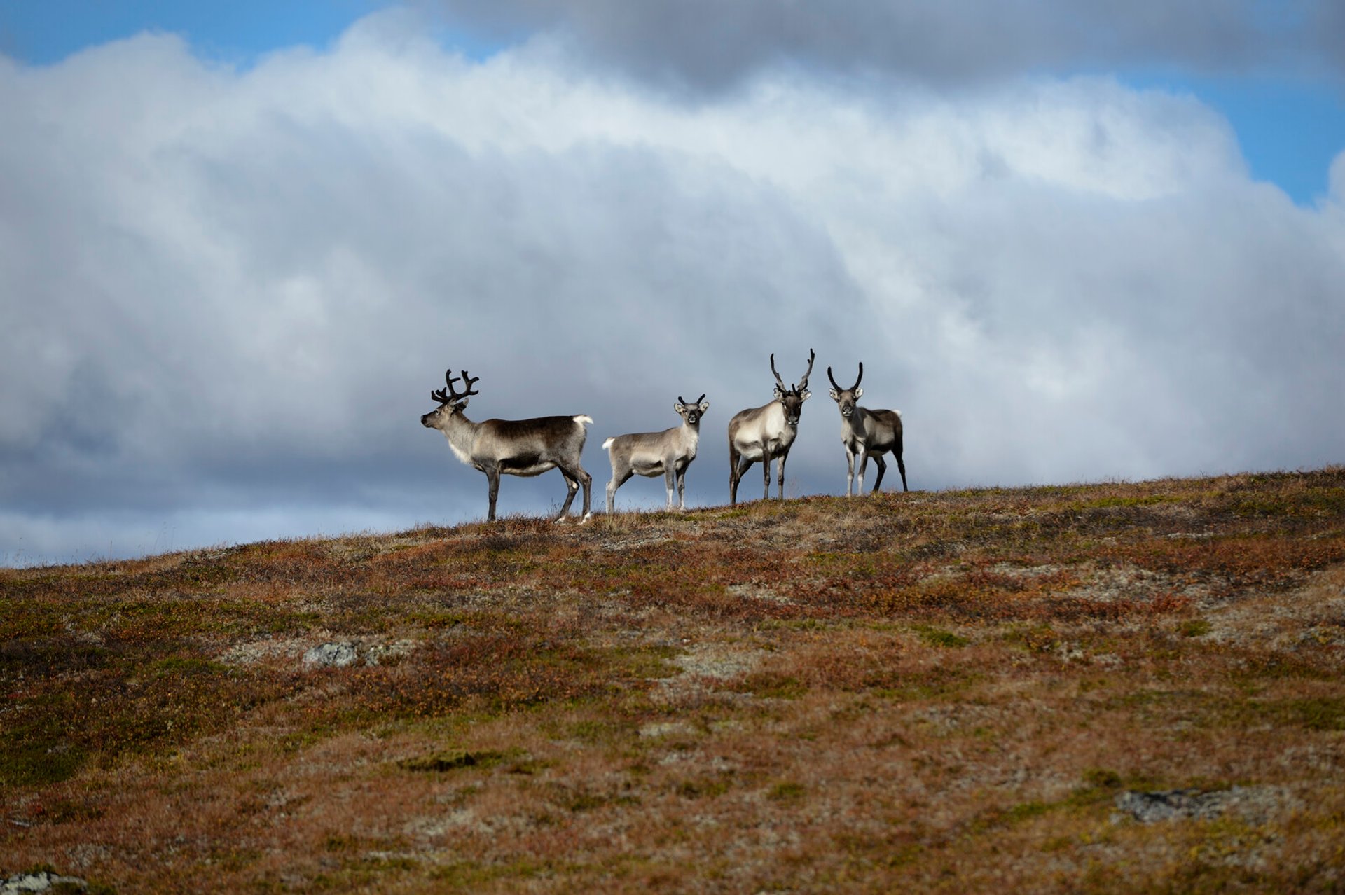 The Snow Came Late – A Record Number of Reindeer Calves Have Died