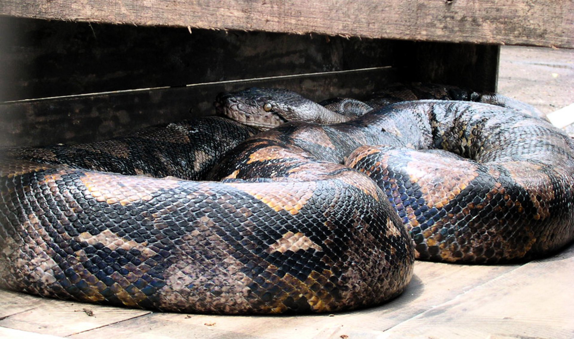 Python swallowed woman whole