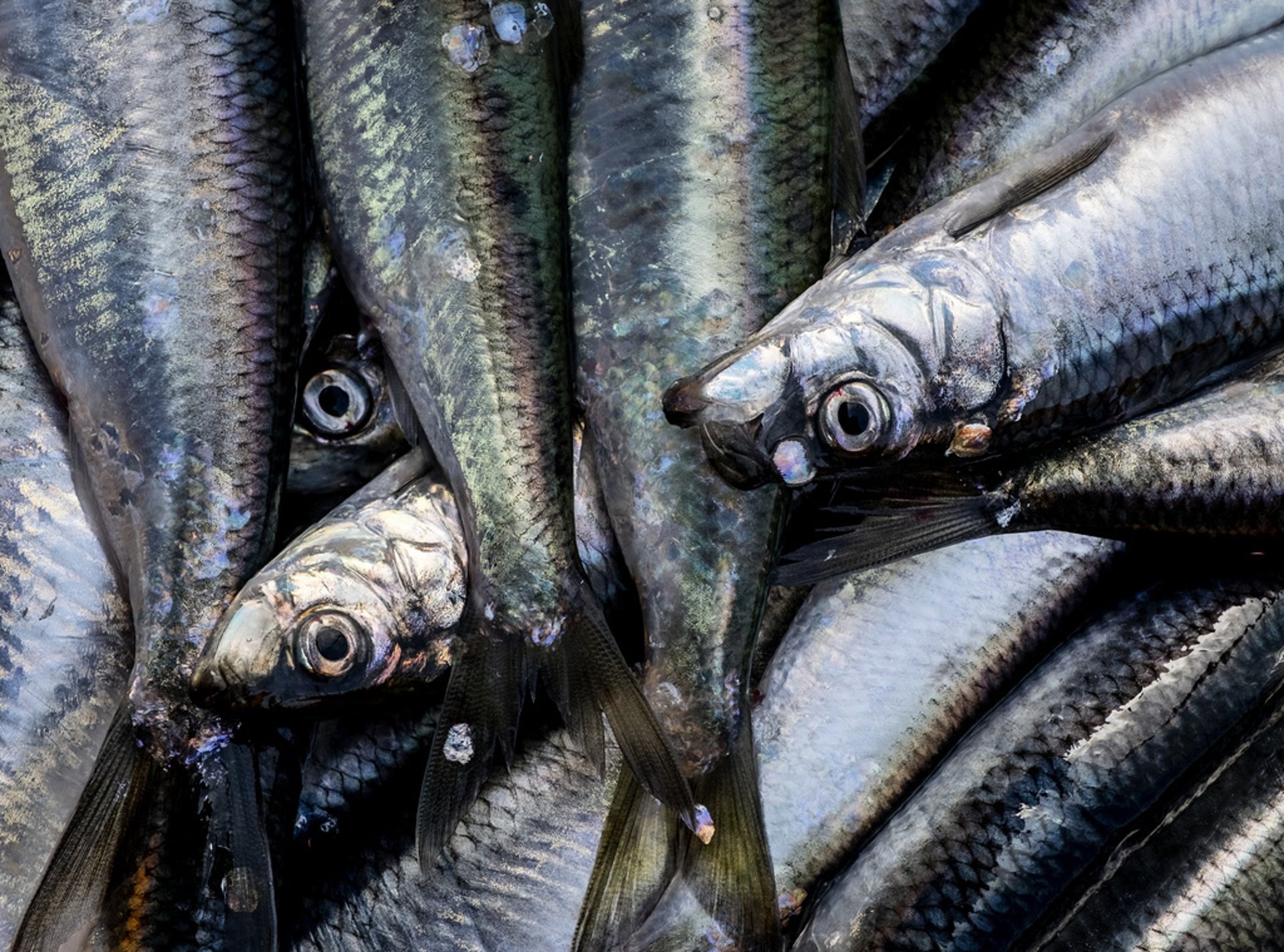 Environmentally labeled herring from the North Sea soon in stores