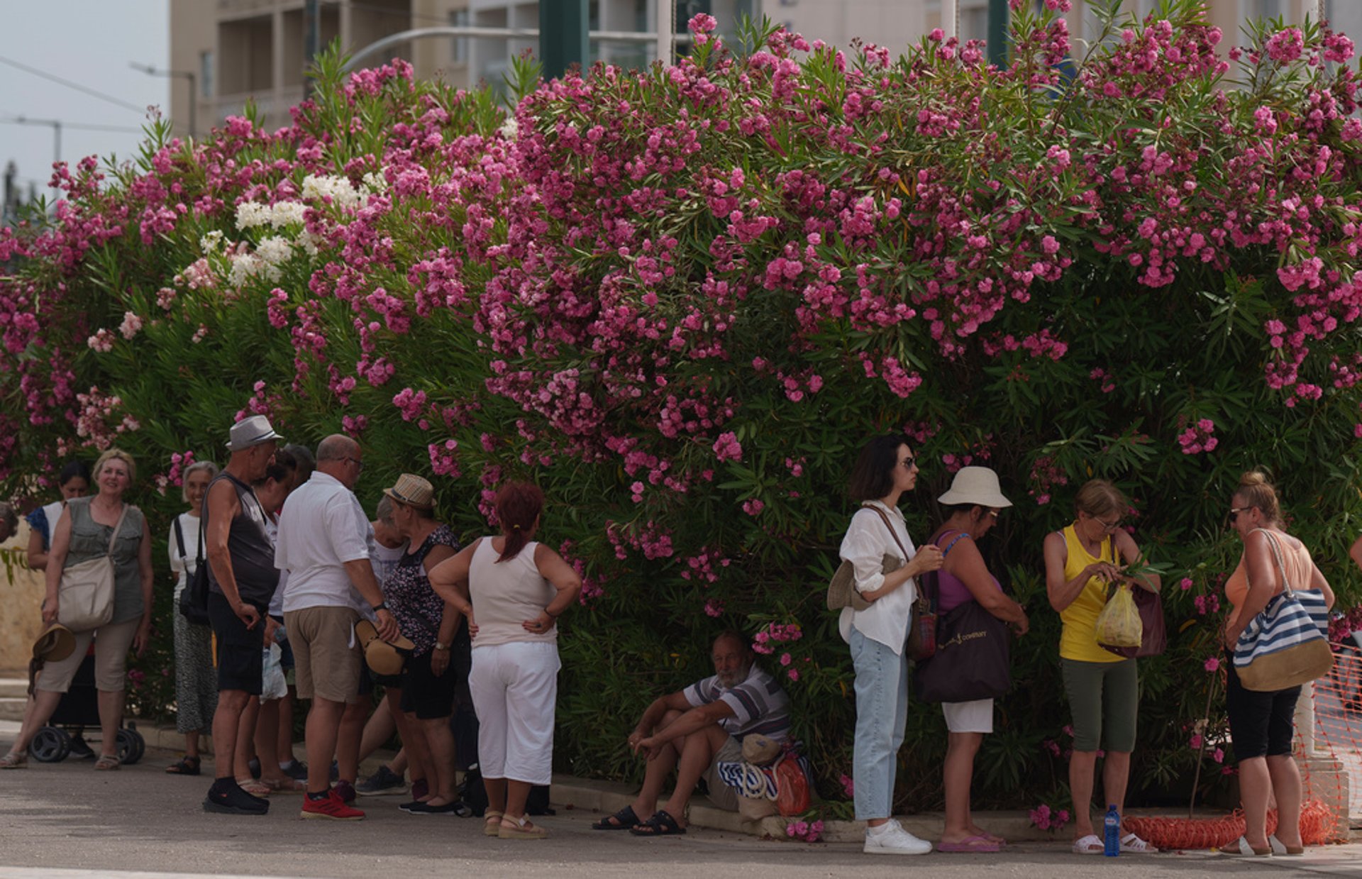 Tourists die in heatwave-hit Greece