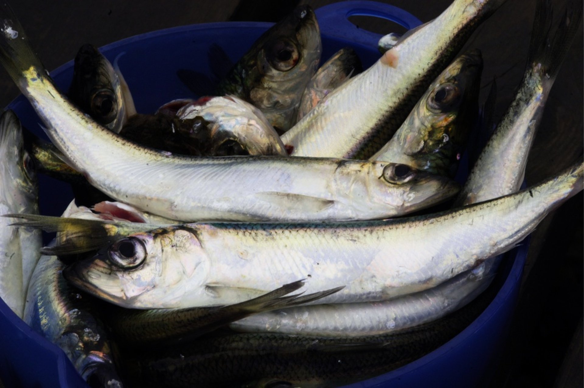 Taking Court Action to Stop Herring Fishing