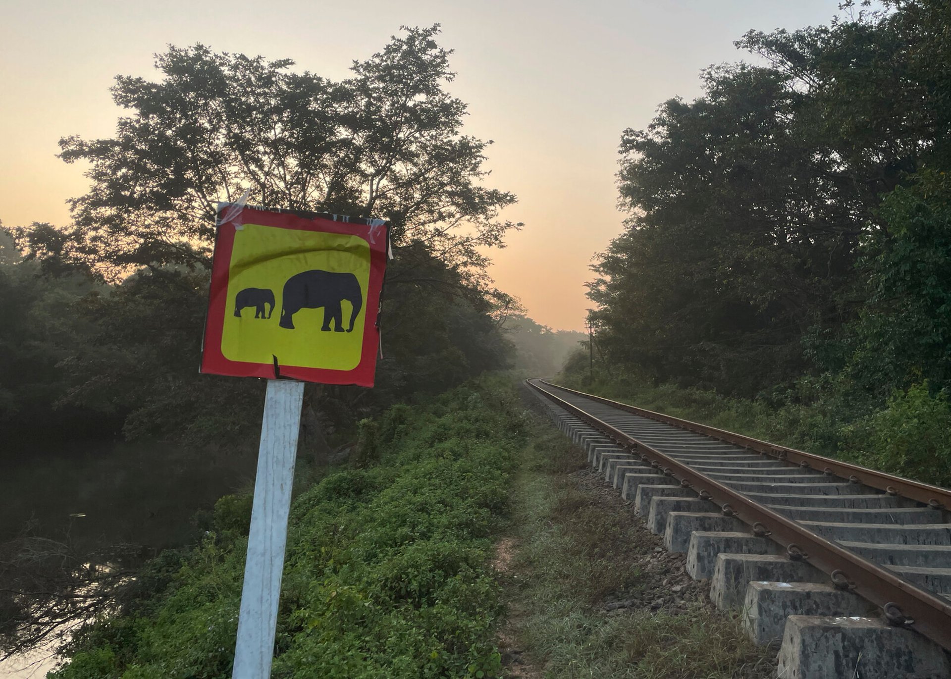 Six Elephants Killed - Hit by Train