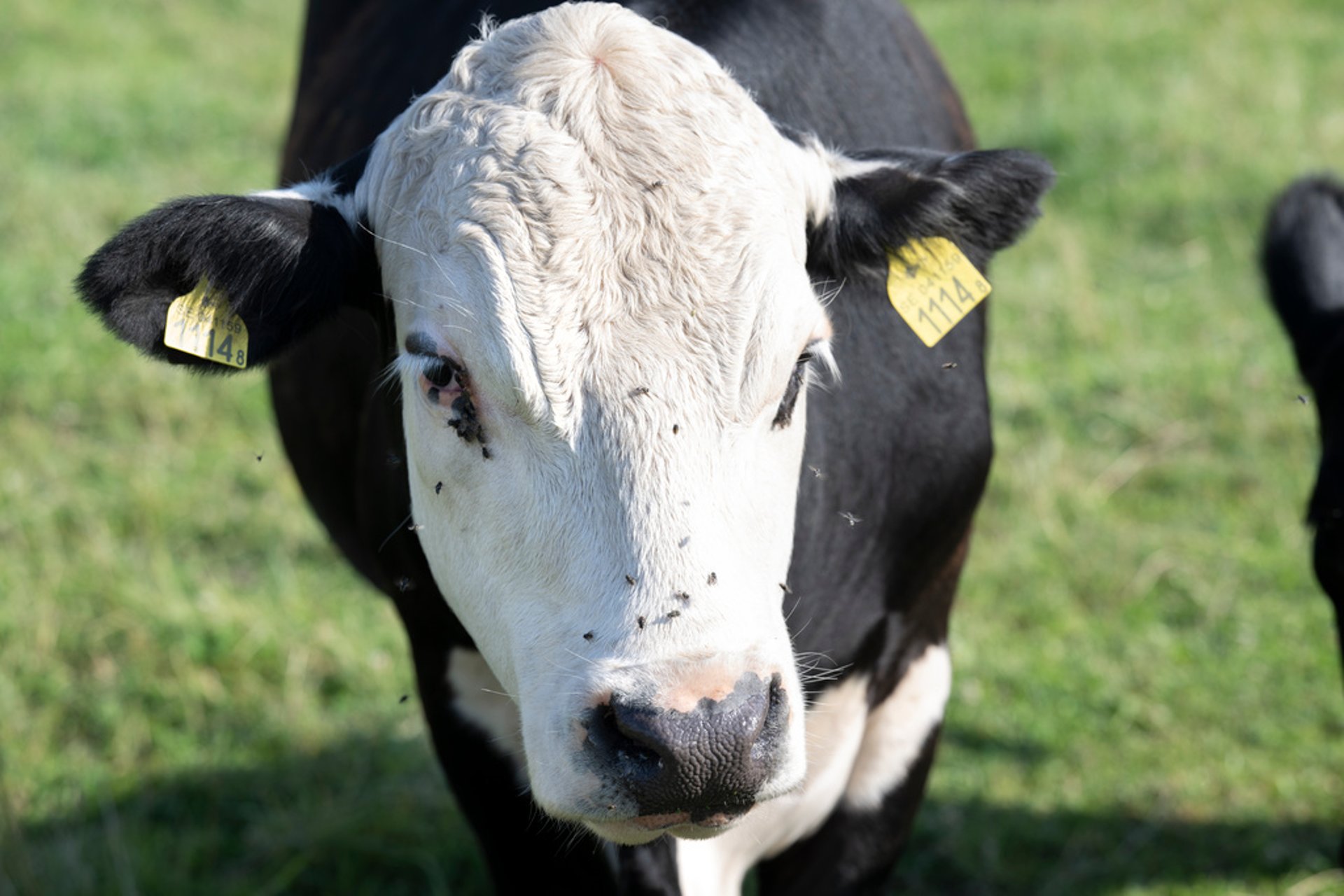 The Milk Price to Farmers is Increased