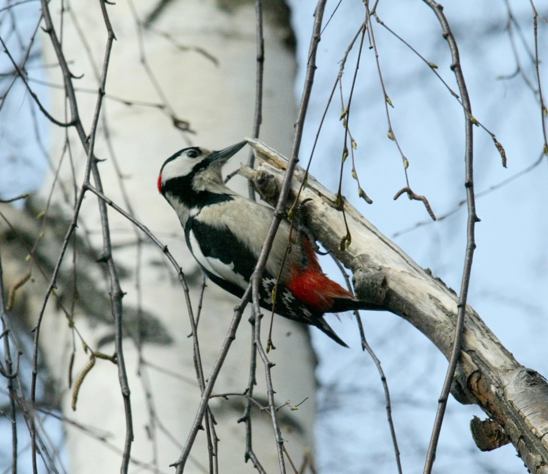 Woodpecker pair to be hunted after costly damages