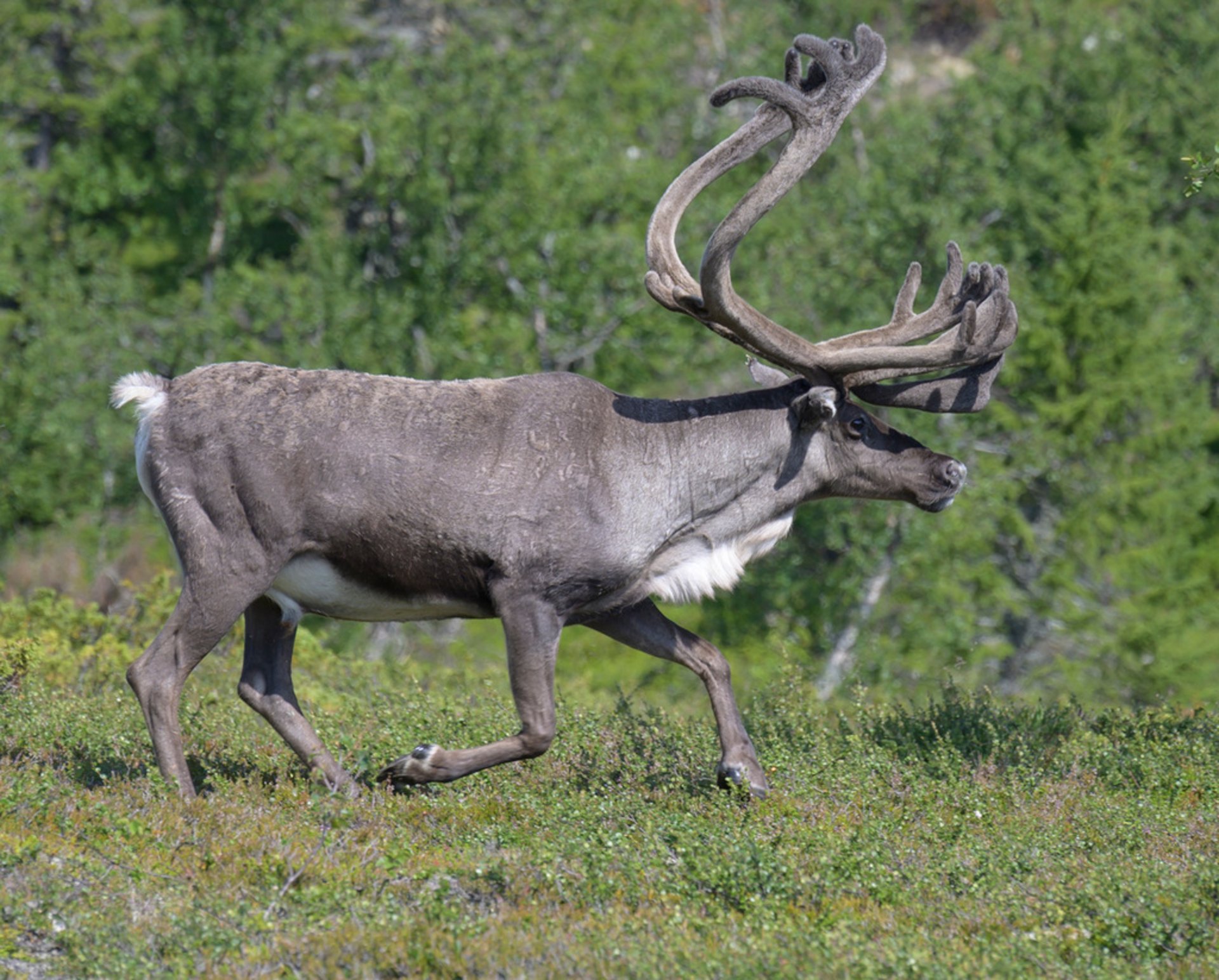 Unexpected Visit to Tänndalen: Reindeer in Supermarket