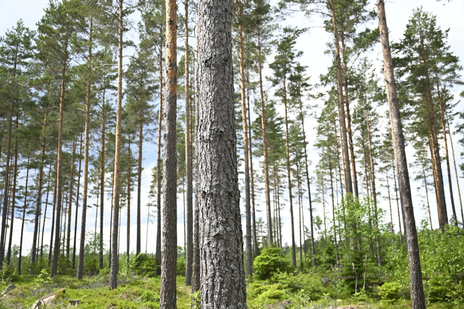 Risk of forest fires in several parts of Sweden