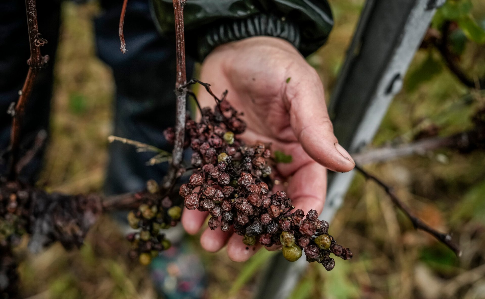 Bad Weather Damages Wine Industry