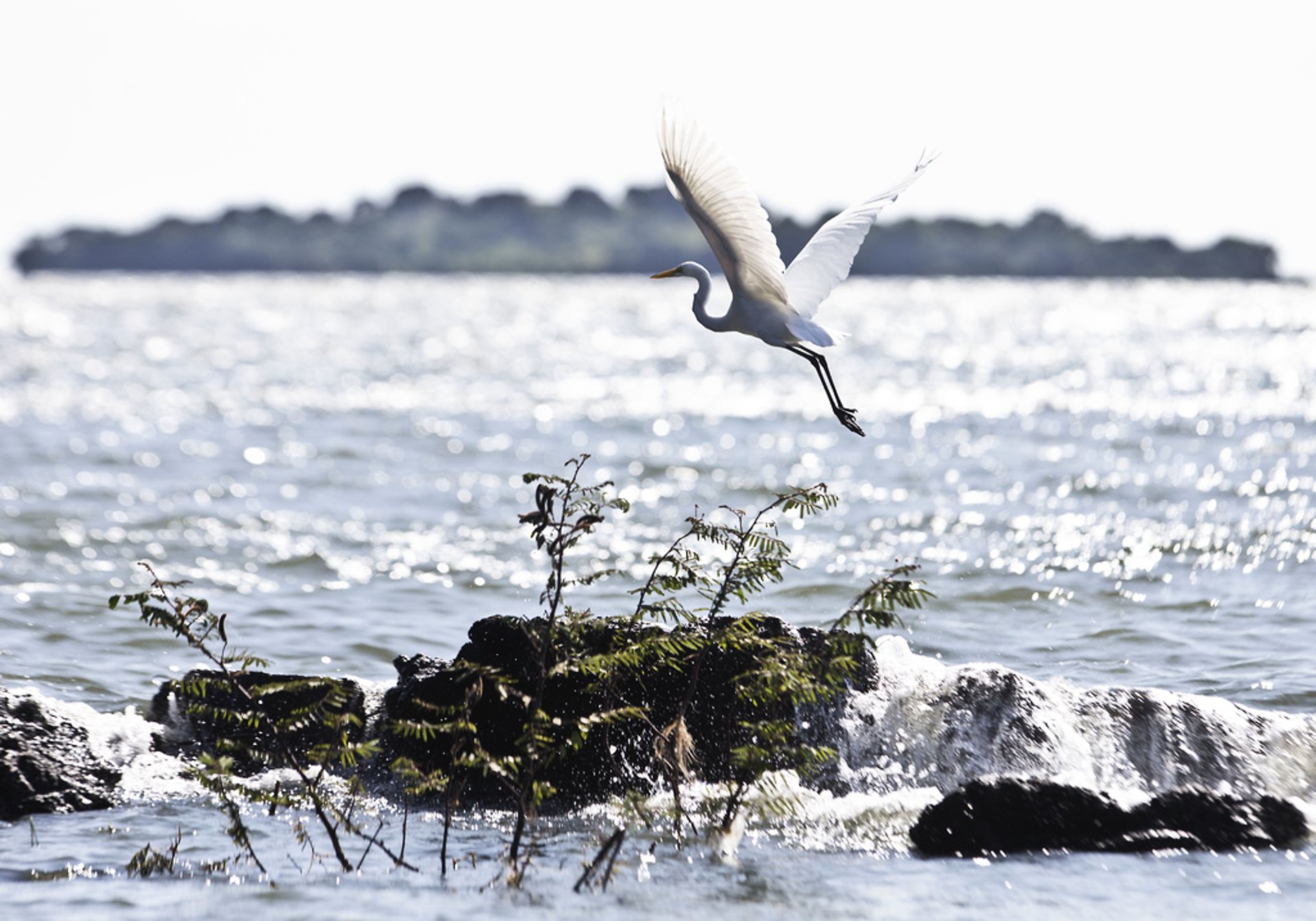 Drug Gangs Threaten Tropical Birds