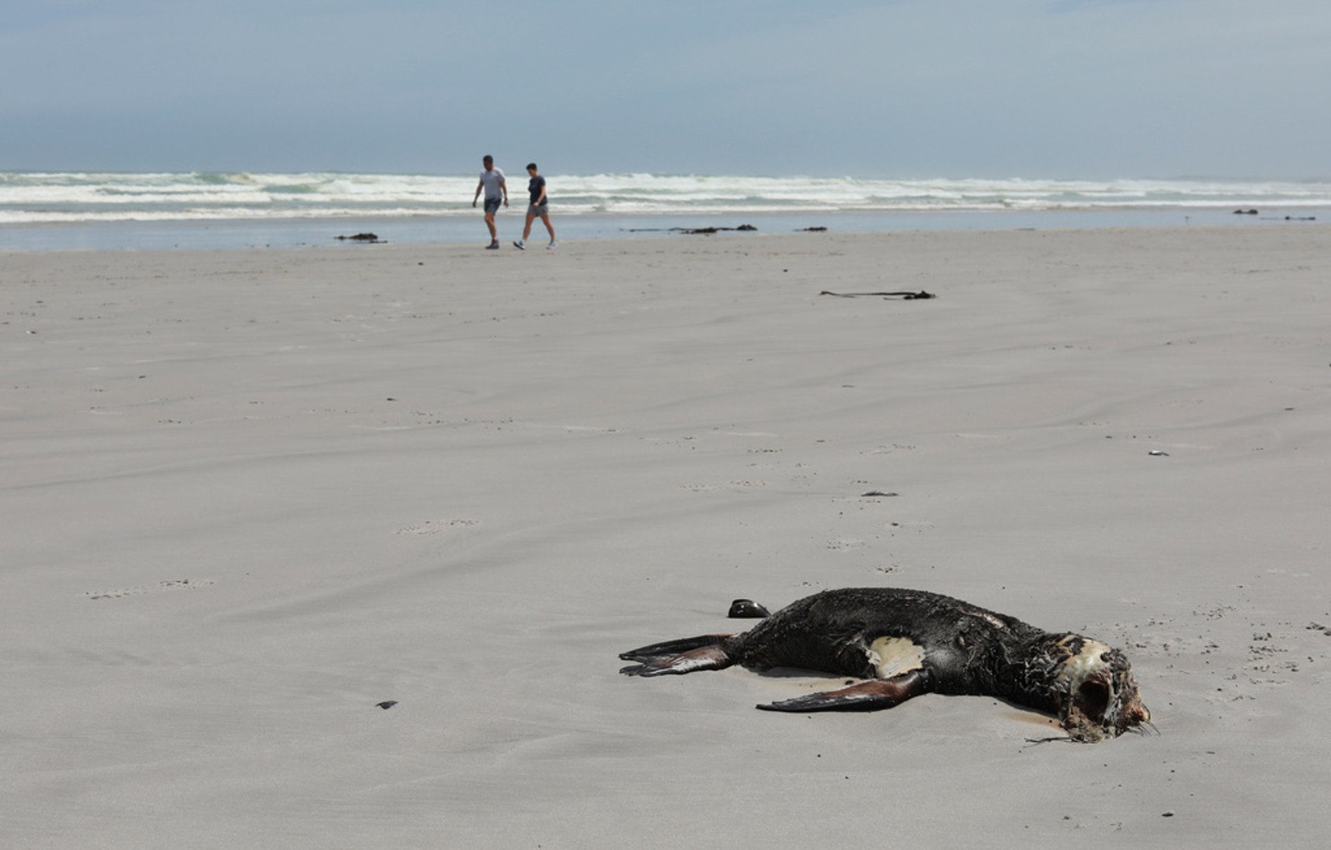 Rabies-infected seals spread fear in South Africa