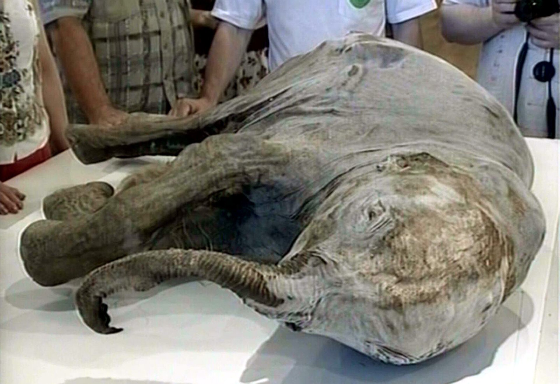 Well-preserved mammoth calf found in Siberia