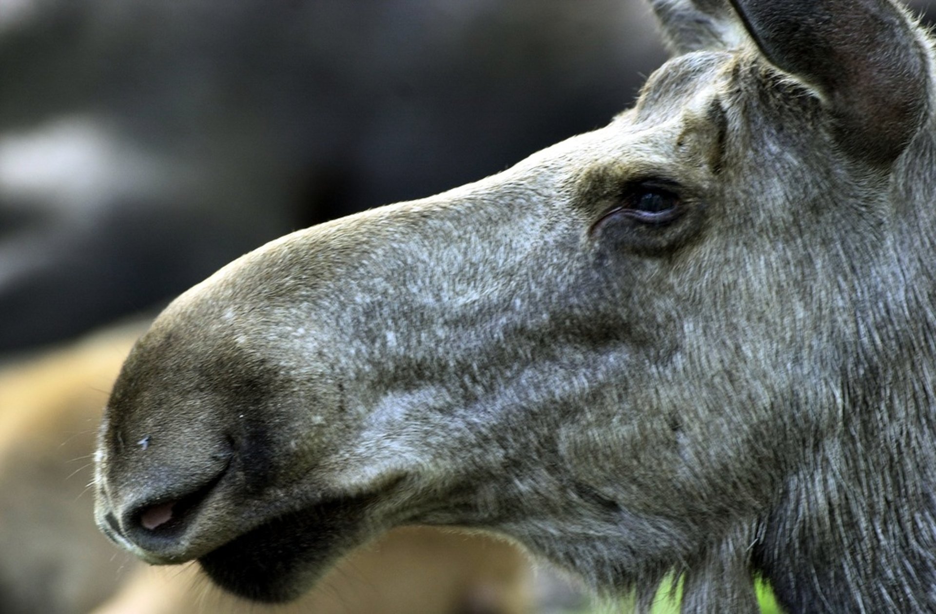 Fewer shot elks made the stock grow