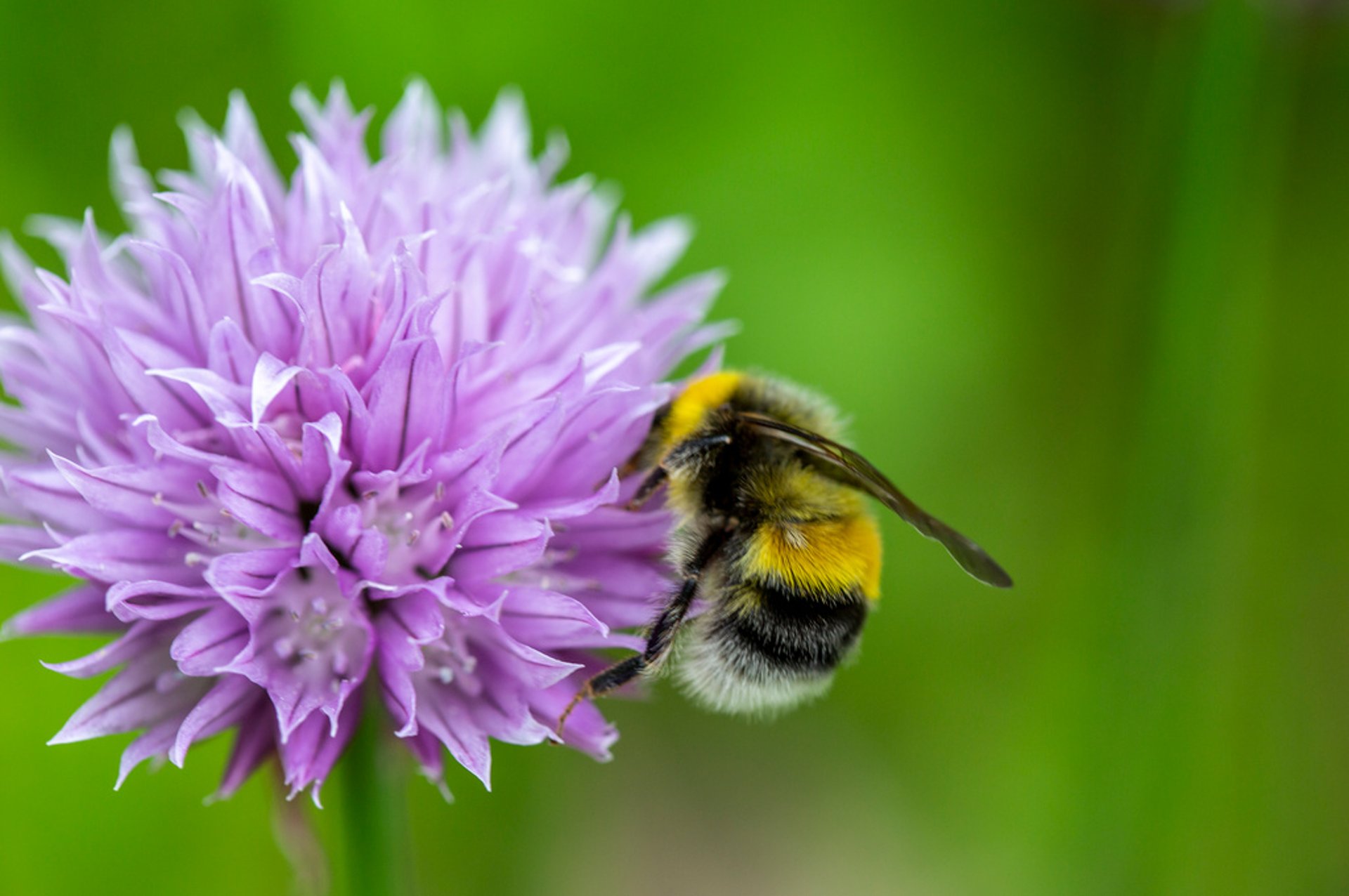 Bumblebees' local sense is as good as yours