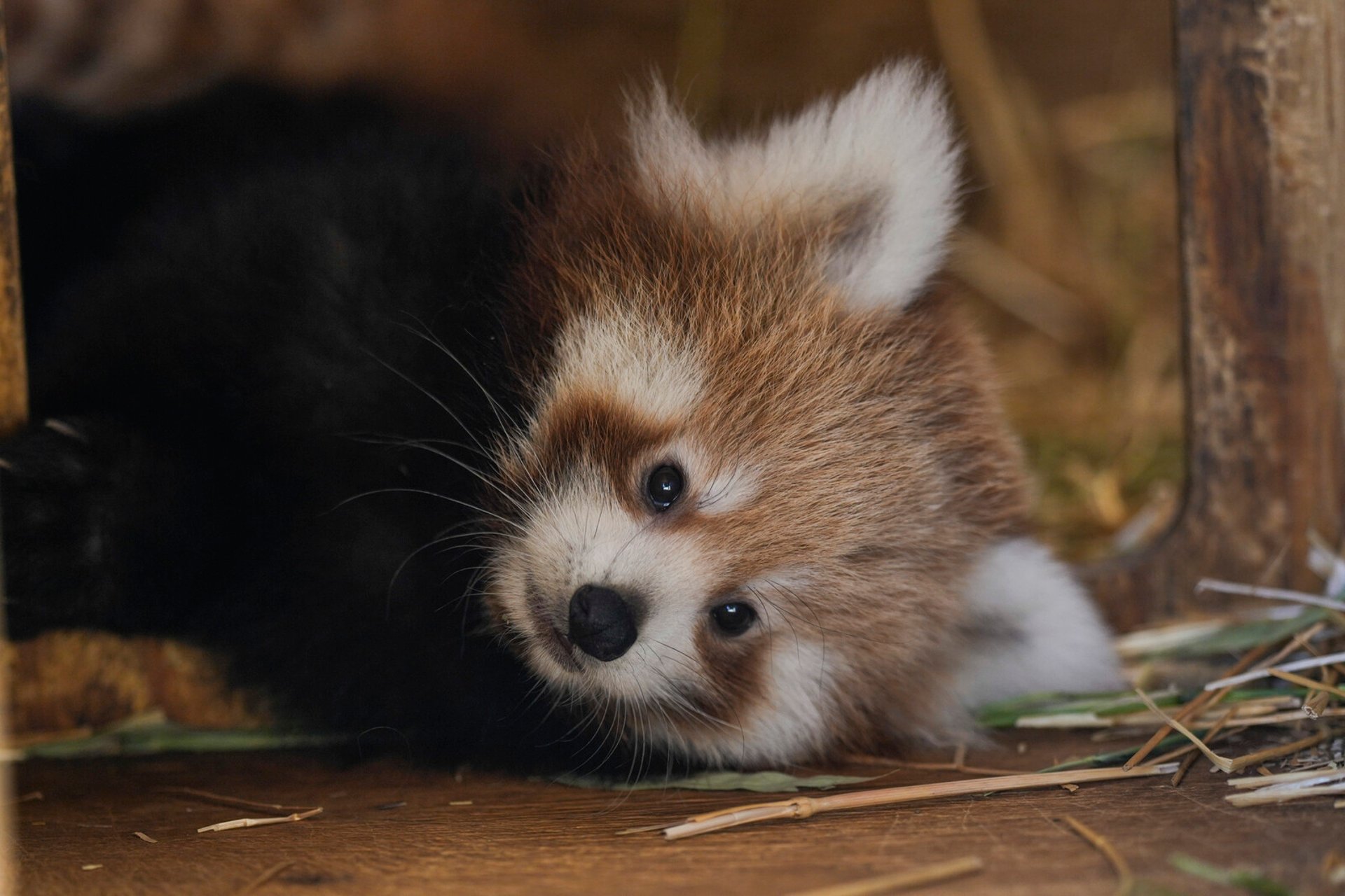 Red Panda Cub Died from