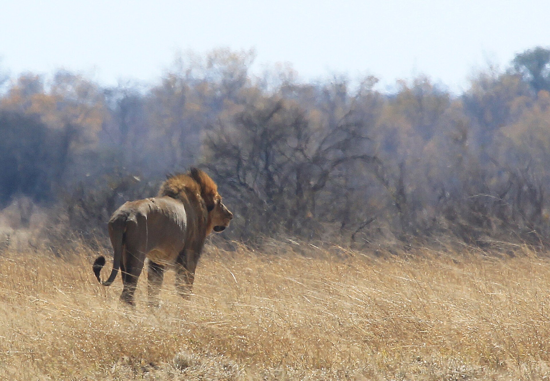 Boy Found – After Five Days in Lion Reserve