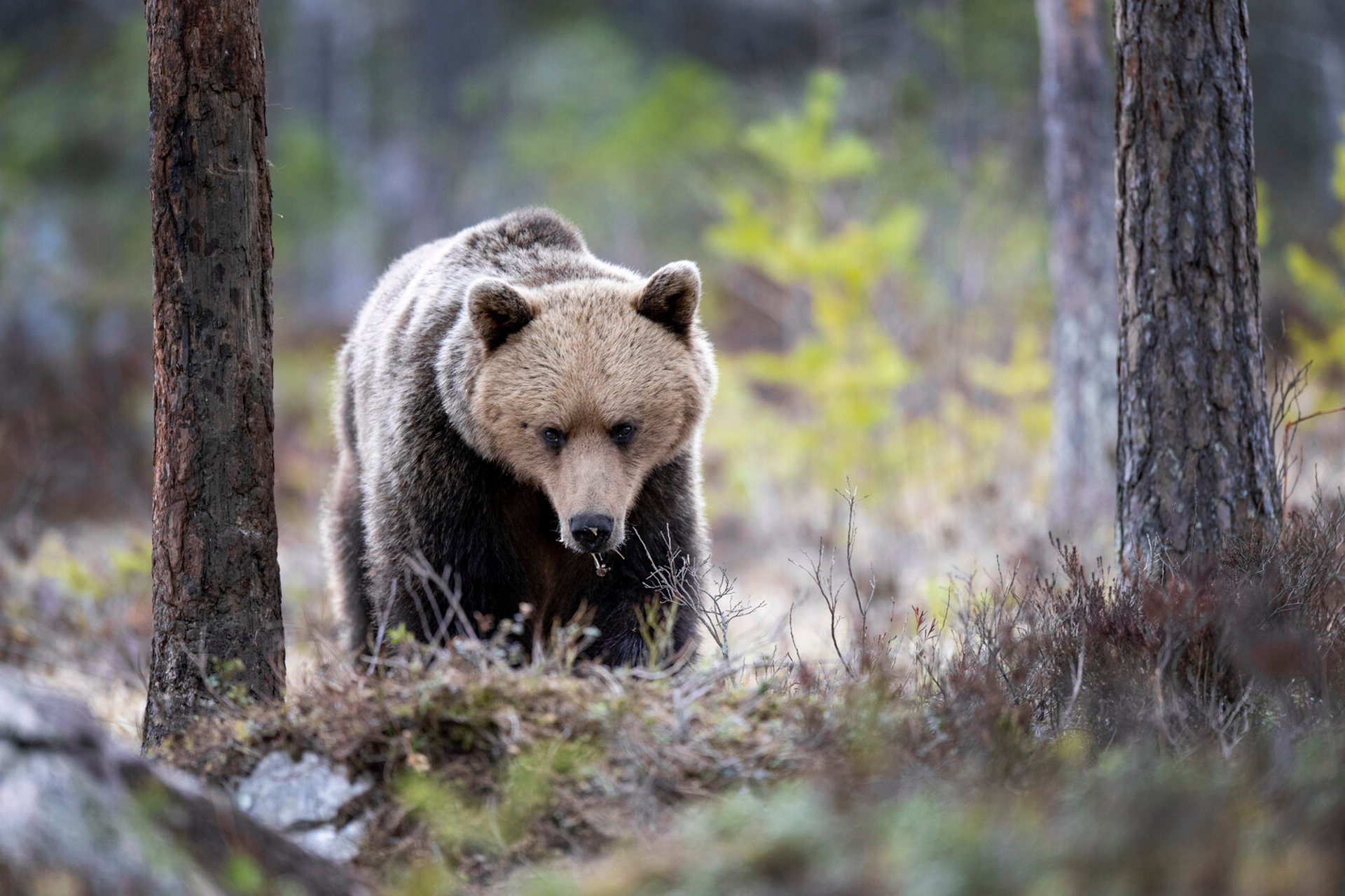 Bear killed after attack on