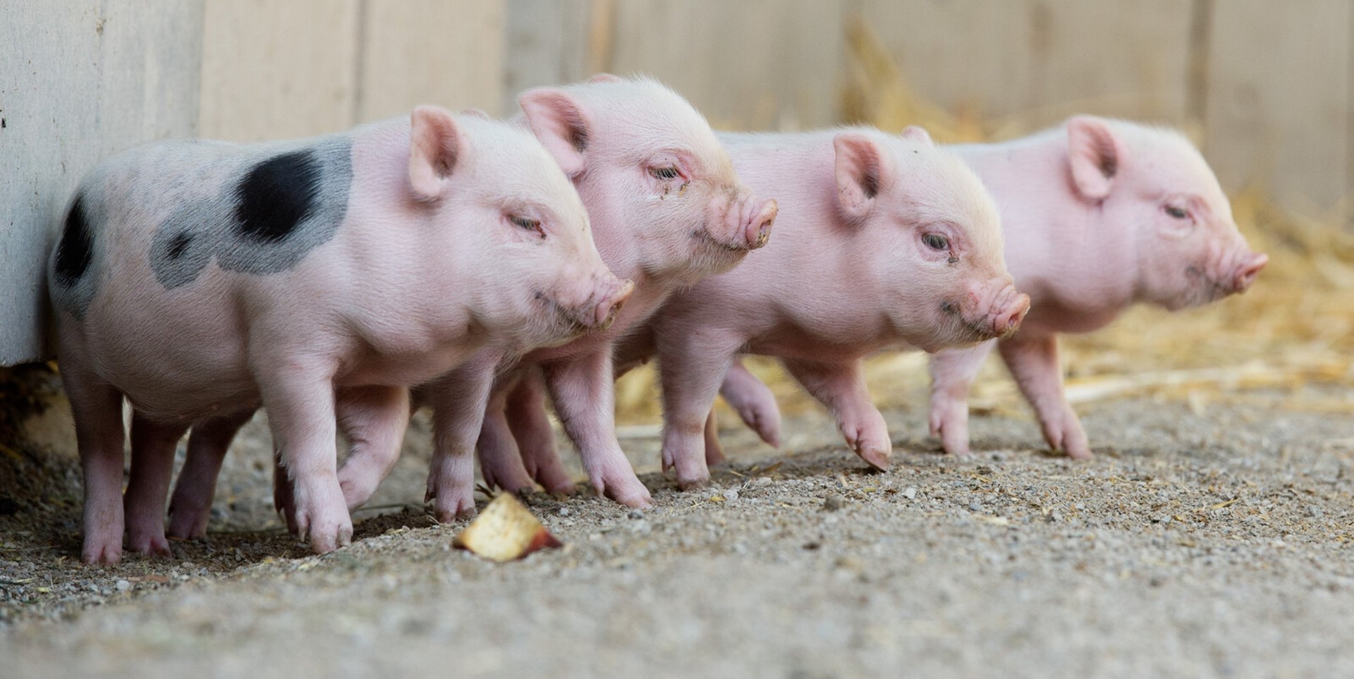 He starves piglets to death in art project