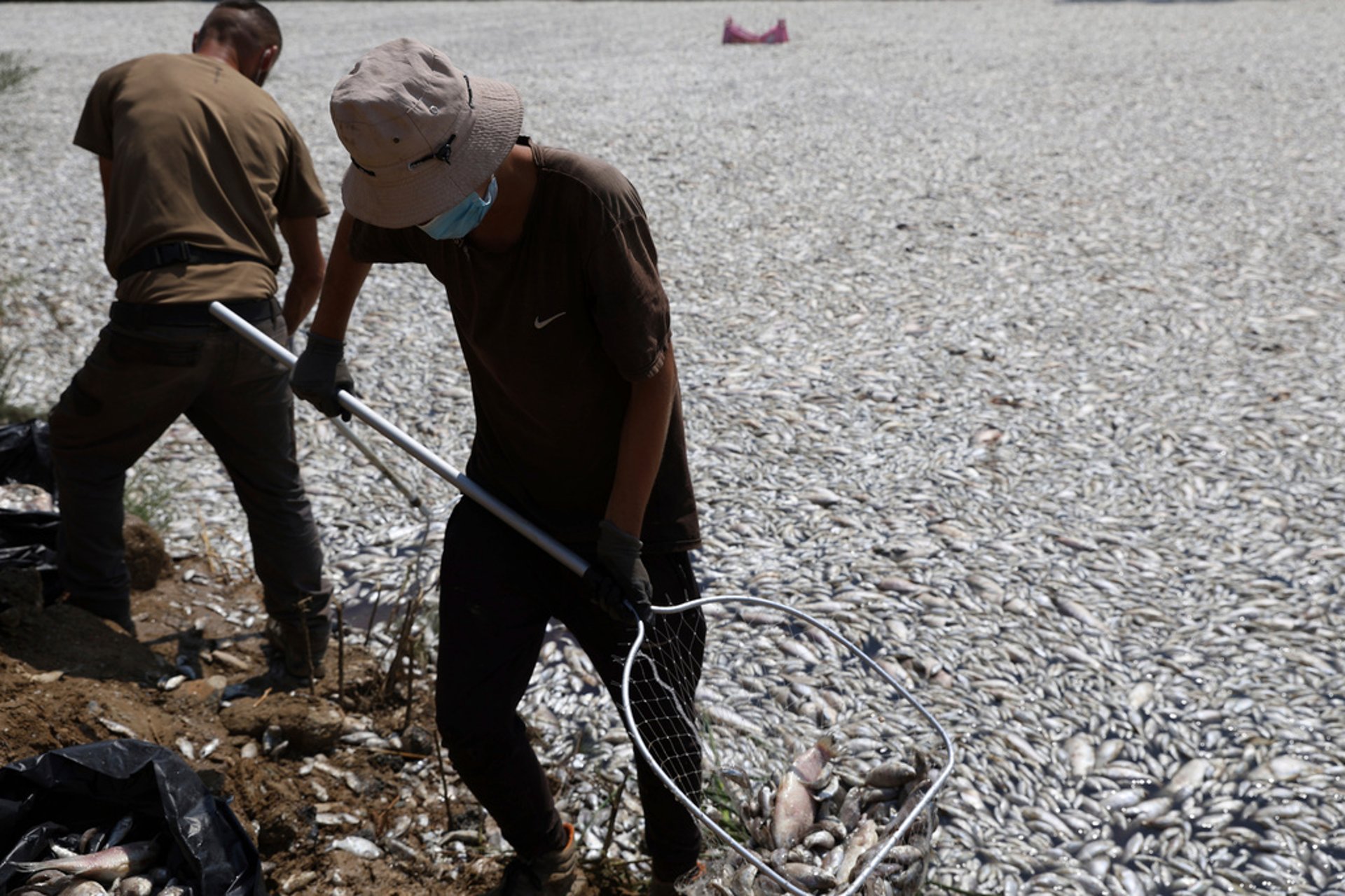 Mass Death in Greece – Tourists Flee Rotten Fish