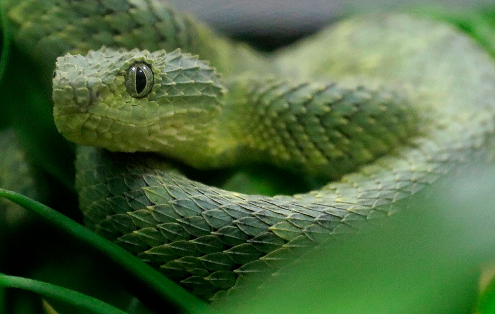 Snakebite kills every sixth minute – lack of antivenom