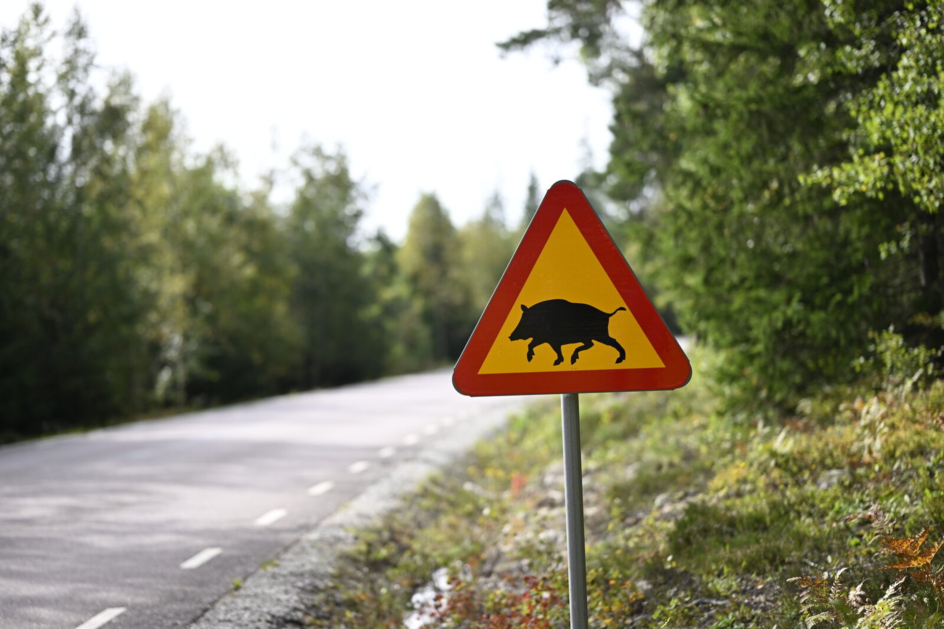 Record number of traffic accidents involving wild boars