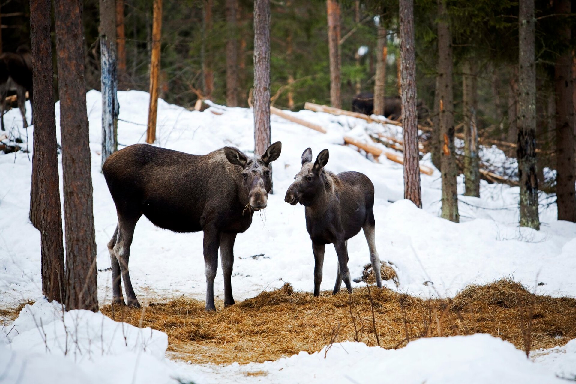 Discover the Mesmerizing "Great Elk Migration" Live on SVT Play!