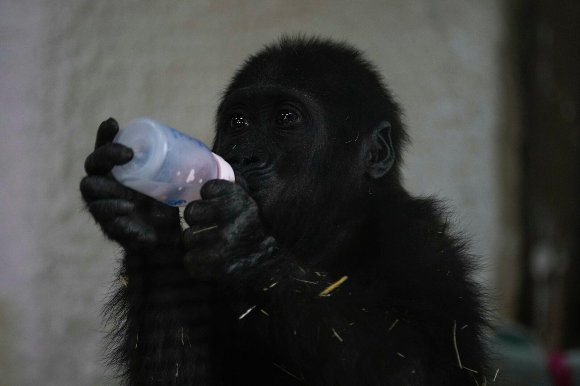 Gorilla Baby Found in Airplane