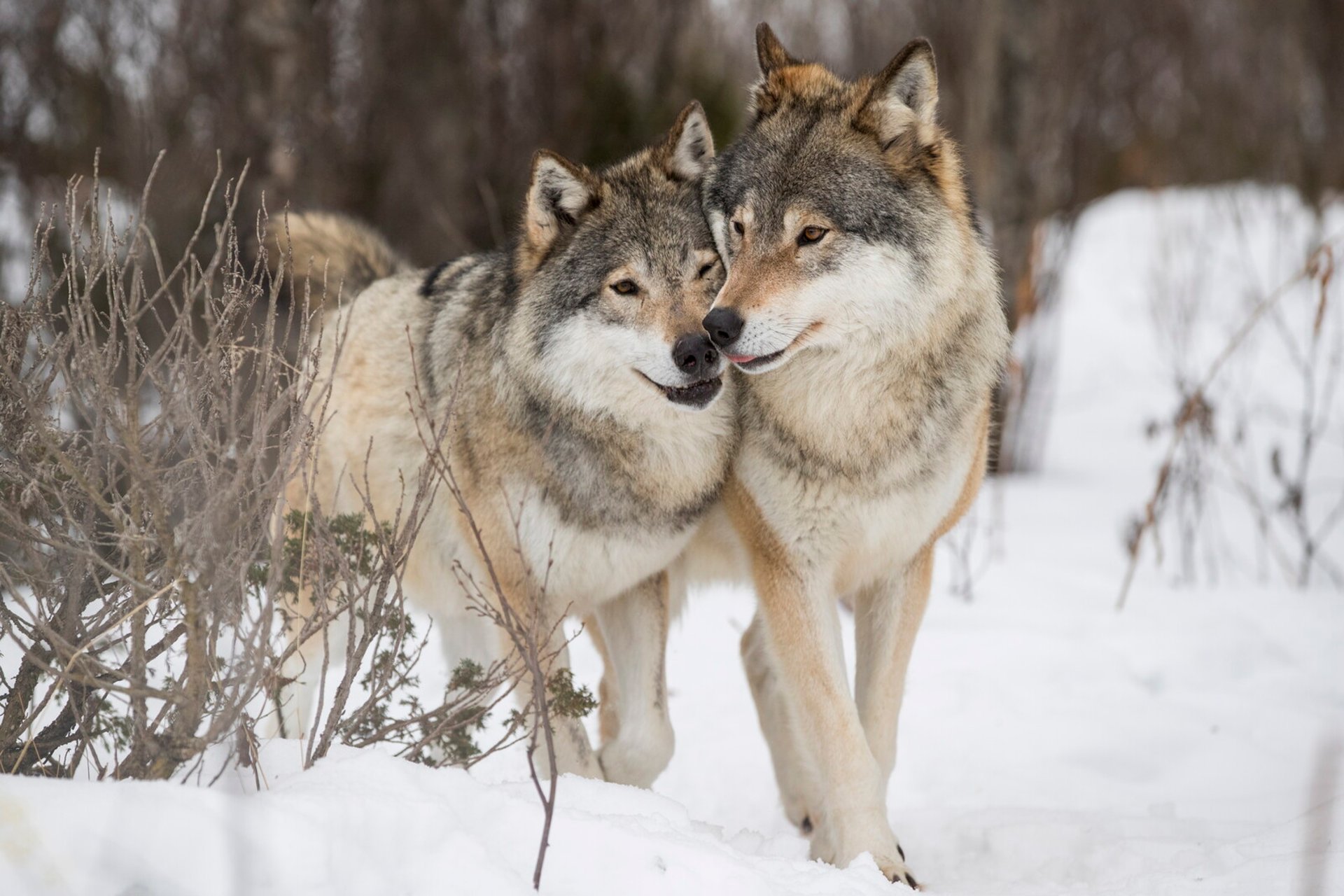 A record number of wolves were shot in self-defense last year