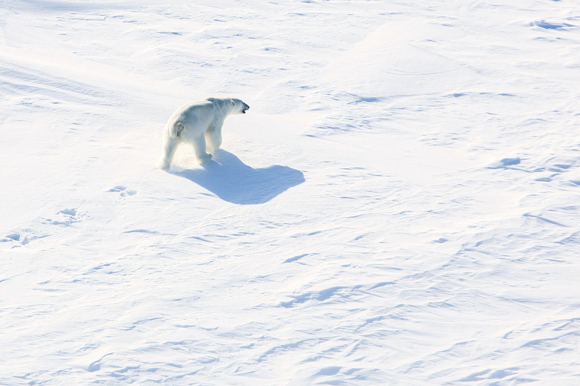 Polar bear heading towards children shot on Greenland