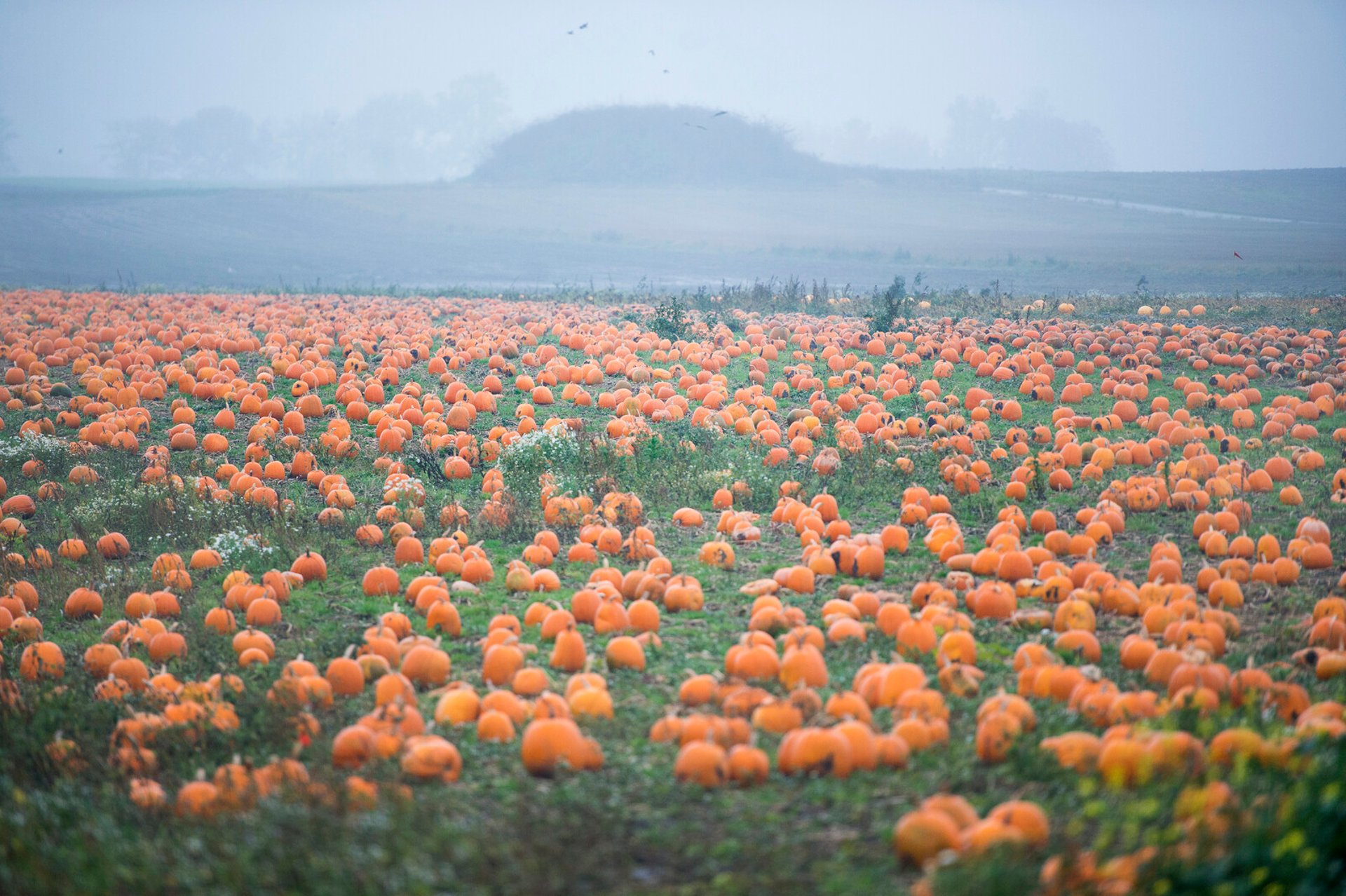 Before Halloween – 2,000 tons of pumpkins to be picked