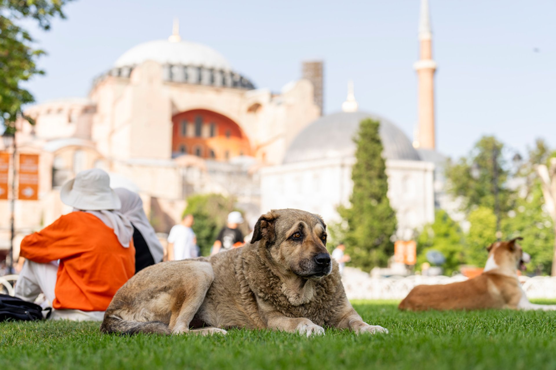 Millions of dogs in Turkey risk being put down