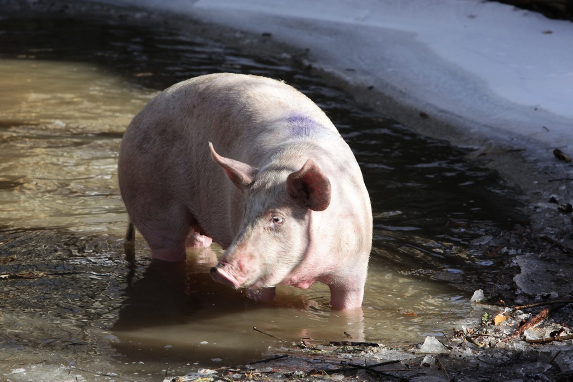 Truck with 167 Pigs Overturns