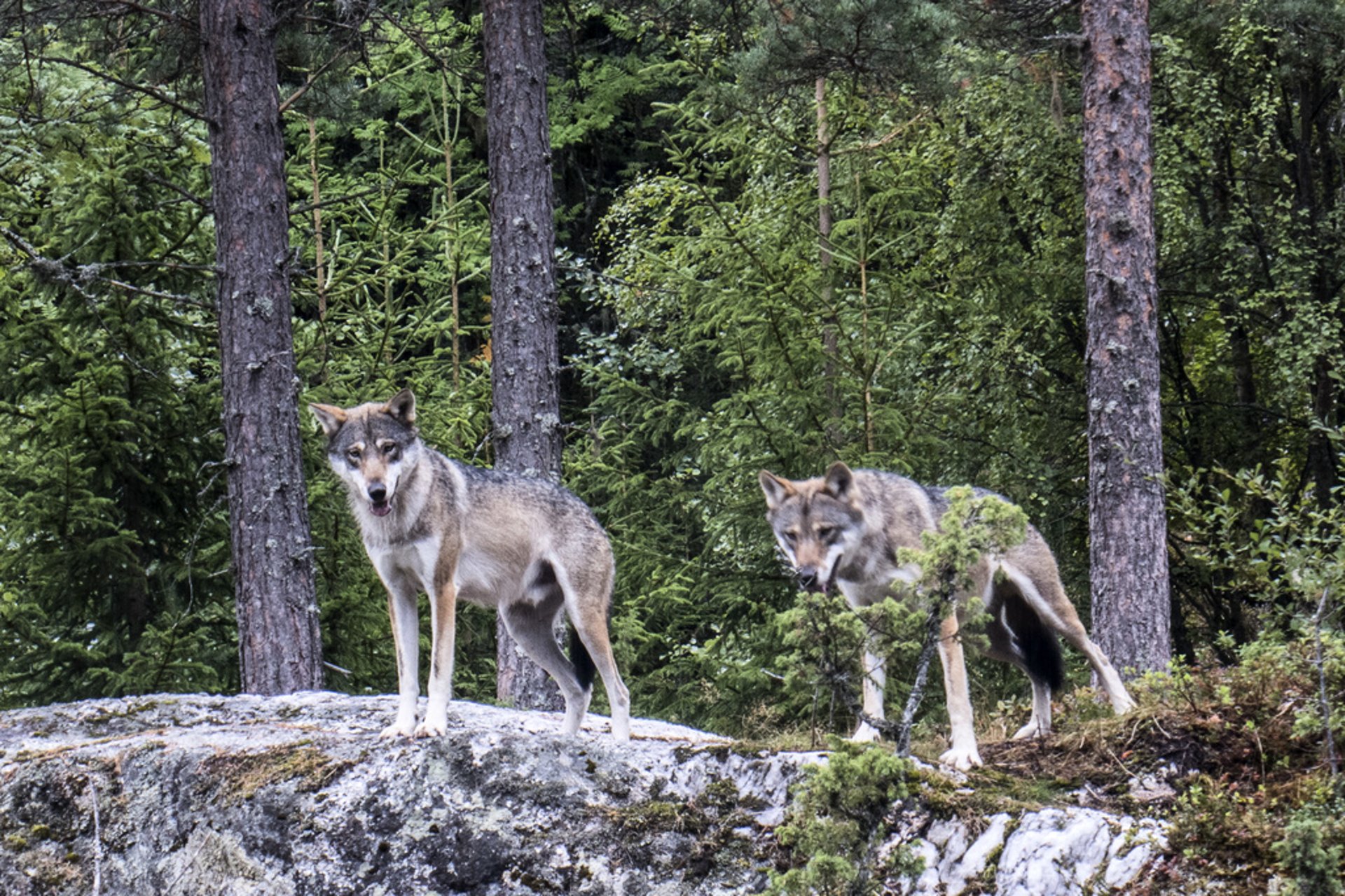 Danish plea: Do not feed wolf cubs