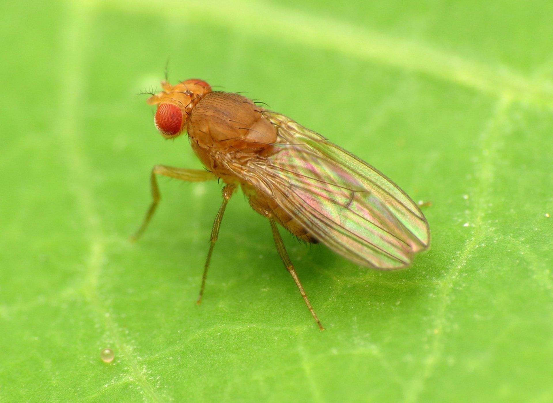  "Study: Banana Fly Chooses