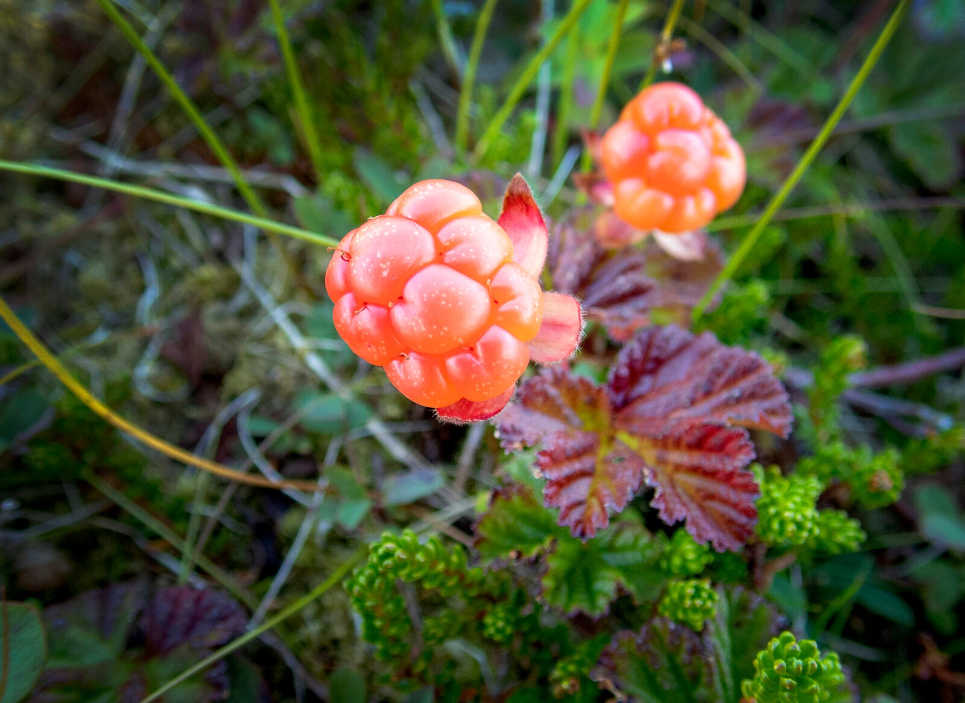 Shortage of Cloudberries – Expect Higher Prices