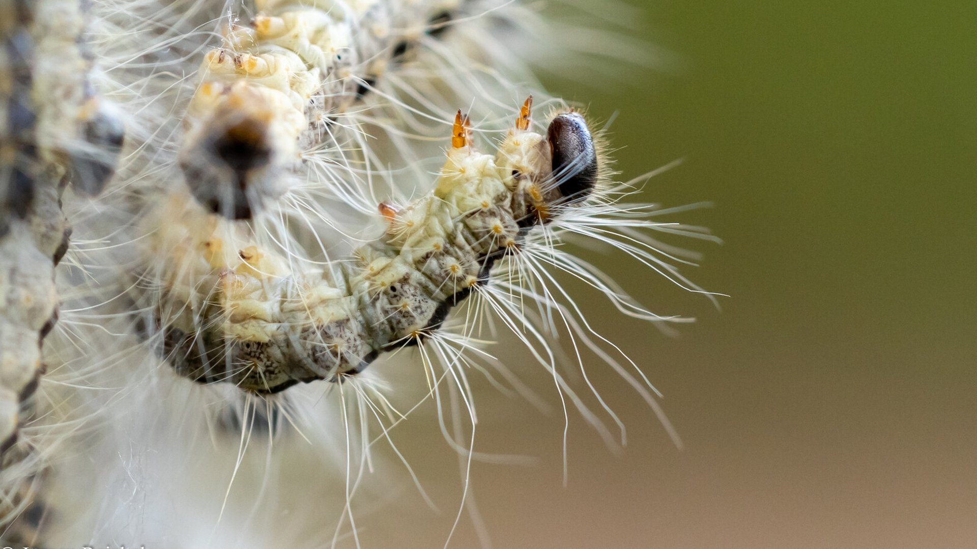 "The Larva from Hell": 800 Found in Denmark