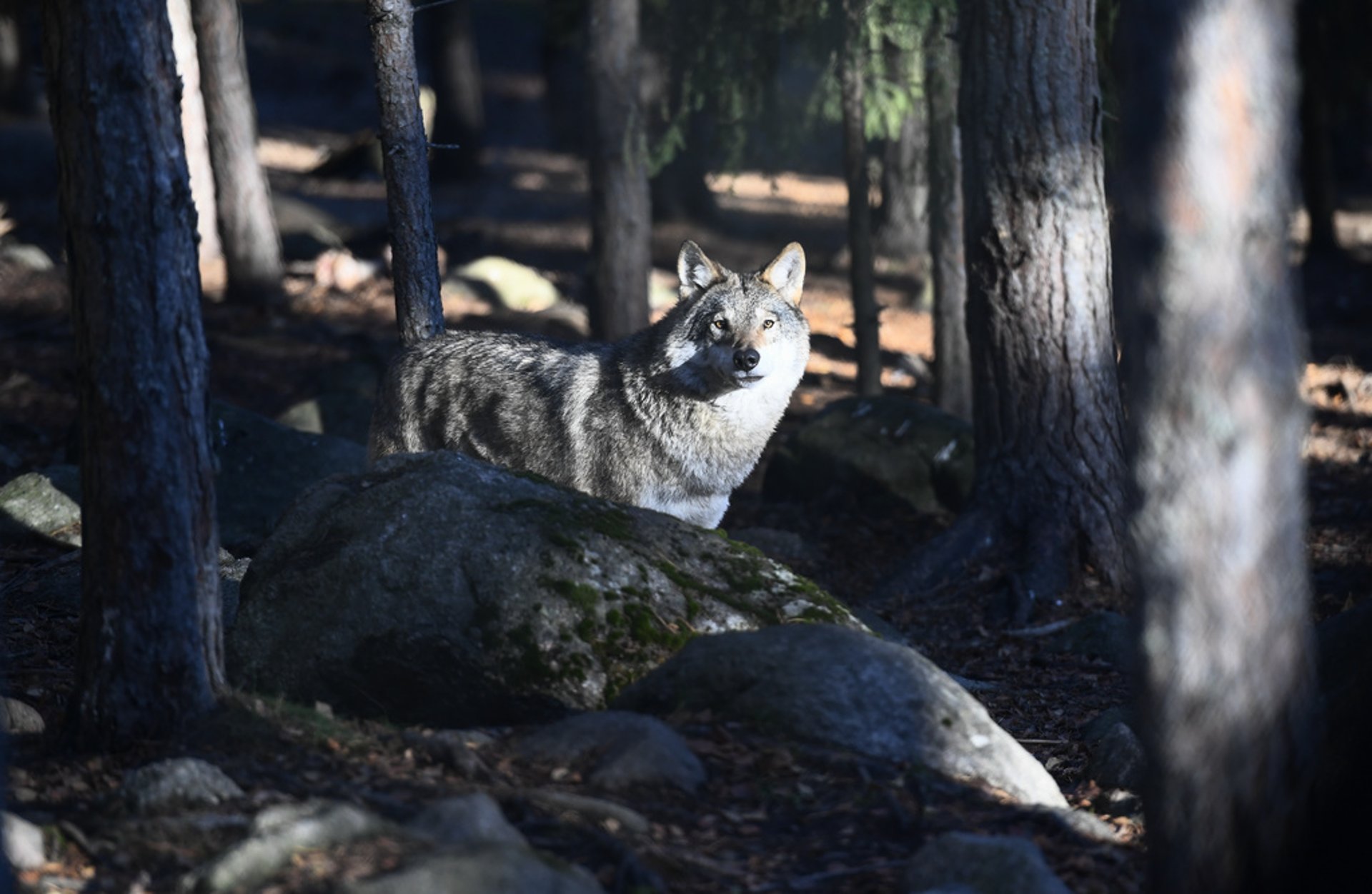 Another Wolf Attack in Östergötland