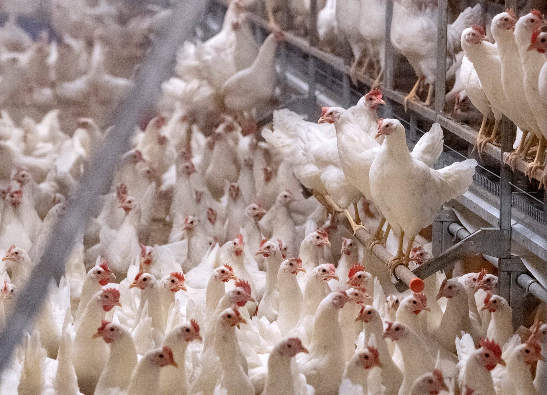 18,000 Laying Hens Infected – to be Put Down