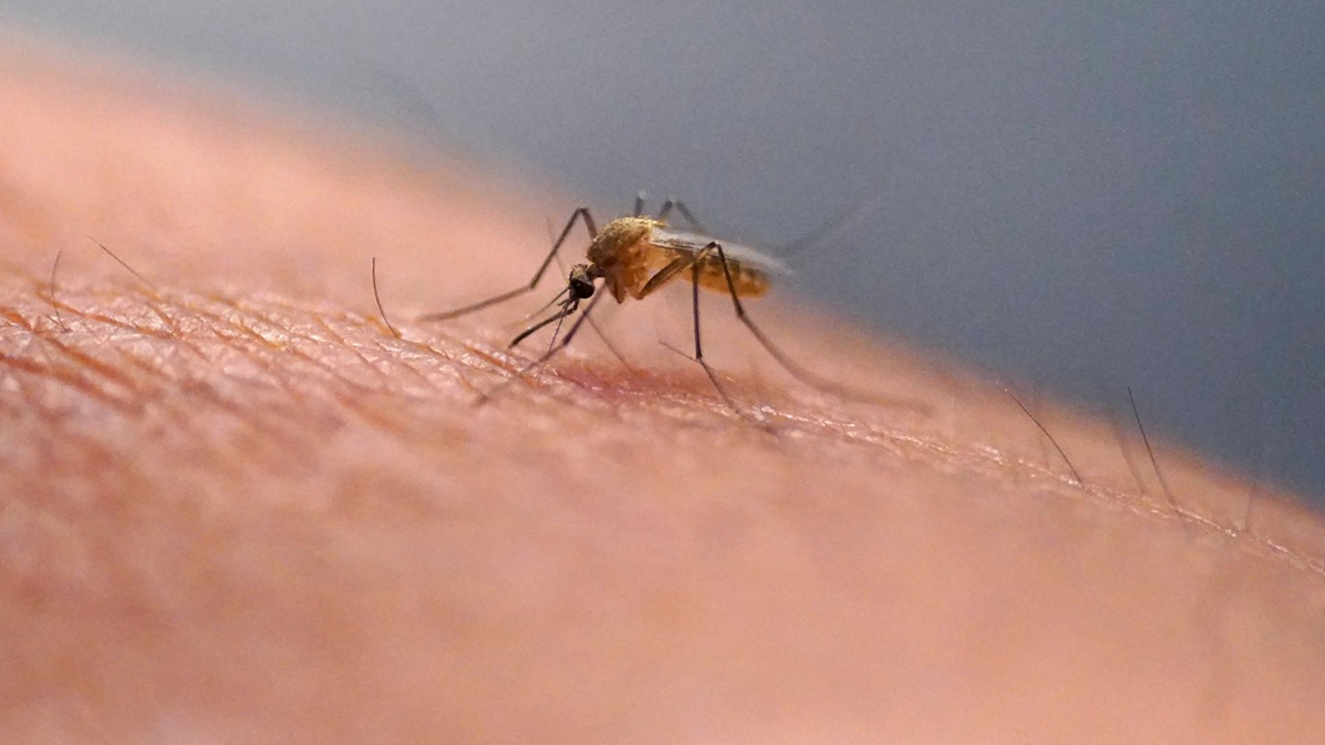 Dengue fever on the rise in Europe - invasive mosquito spreads