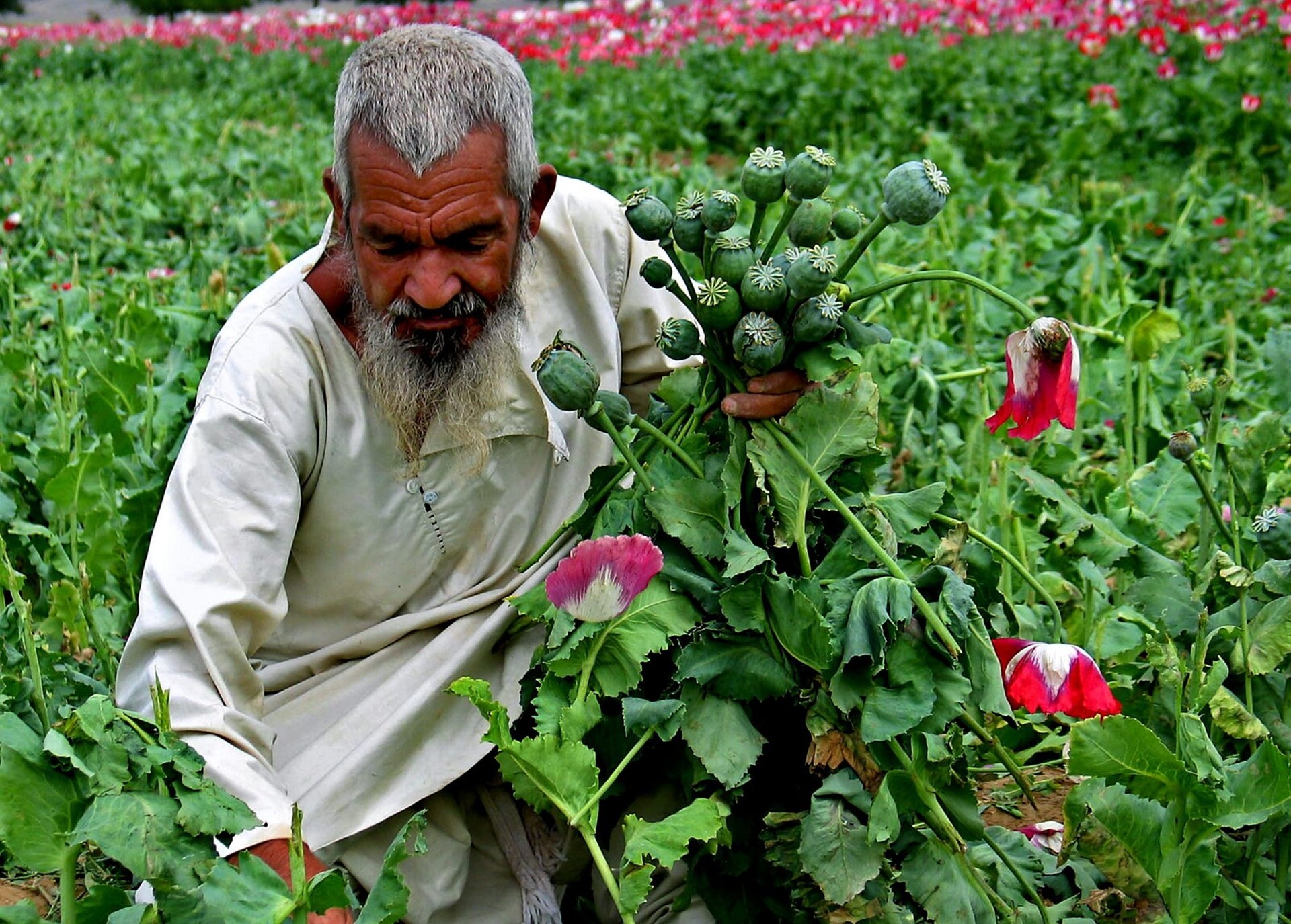 Mass arrests of Afghan poppy