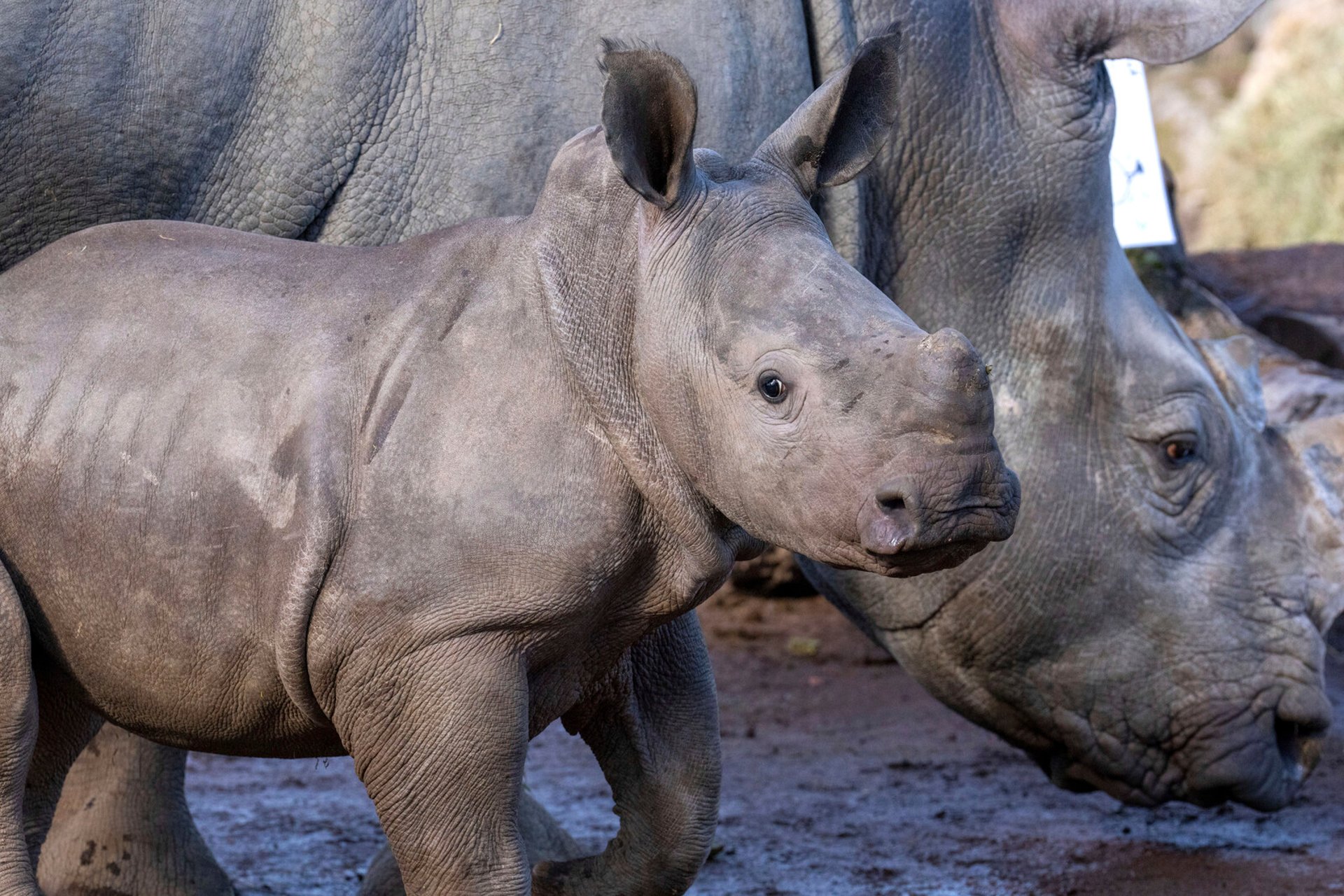 Tanzania Welcomes 18 White Rhinos