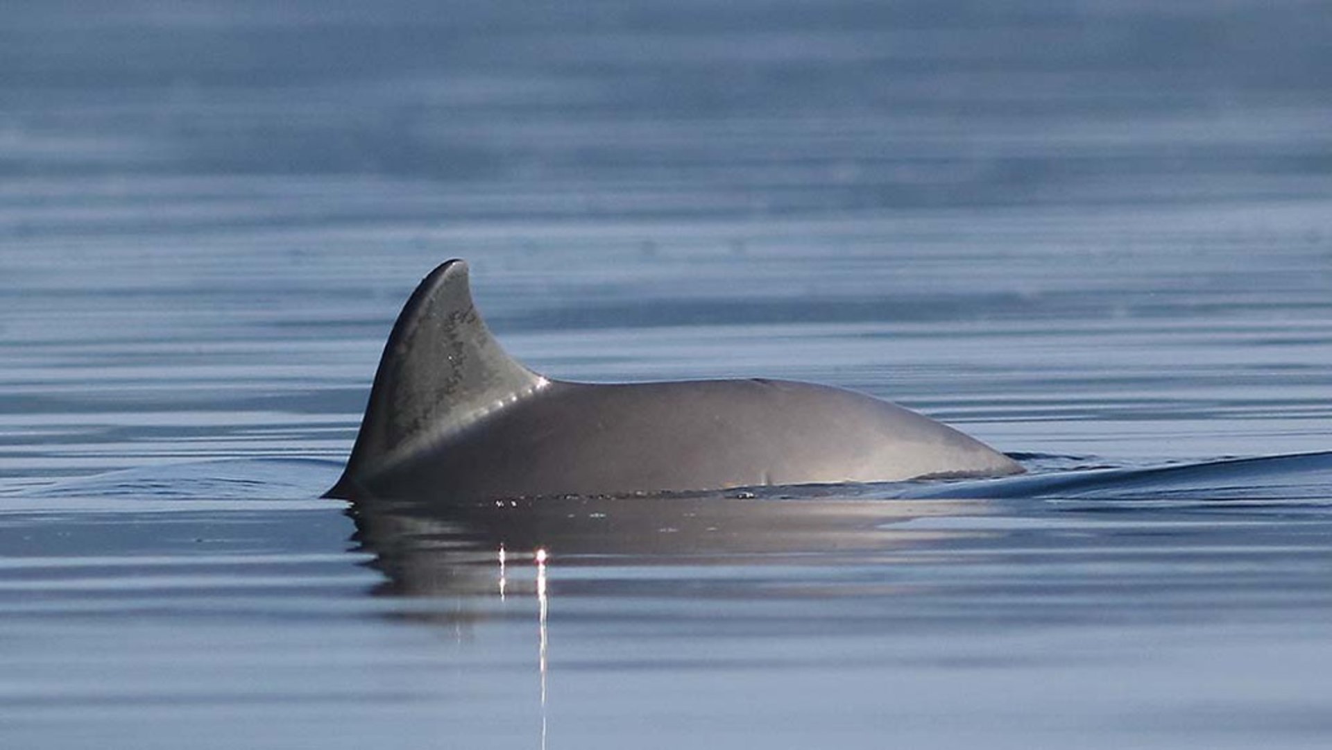 Acutely threatened porpoises to be counted again