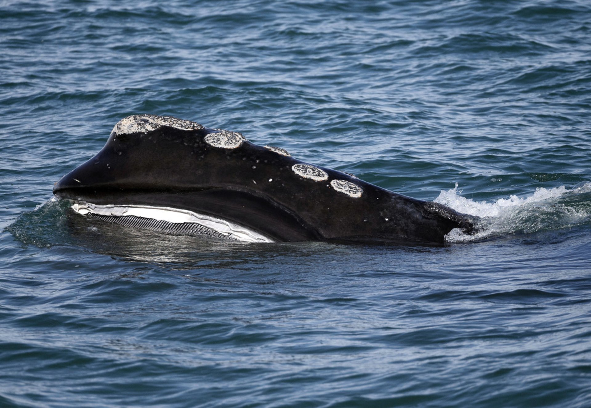 Whales dive synchronously despite many miles in between