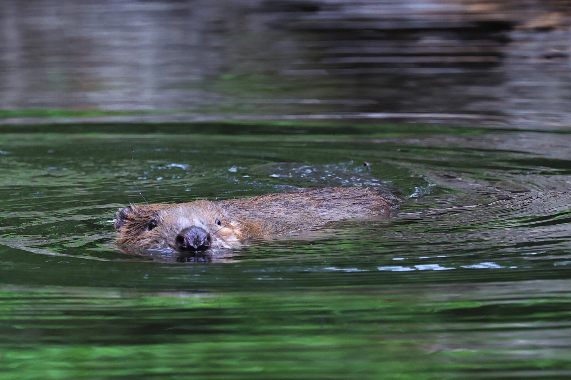 Beavers saved millions for taxpayers