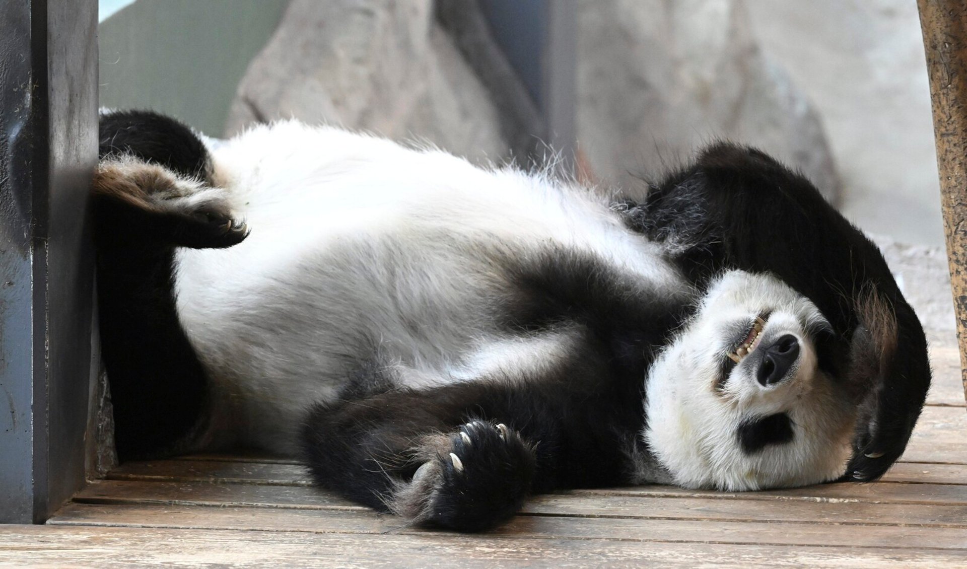 Finland's panda pair flies back