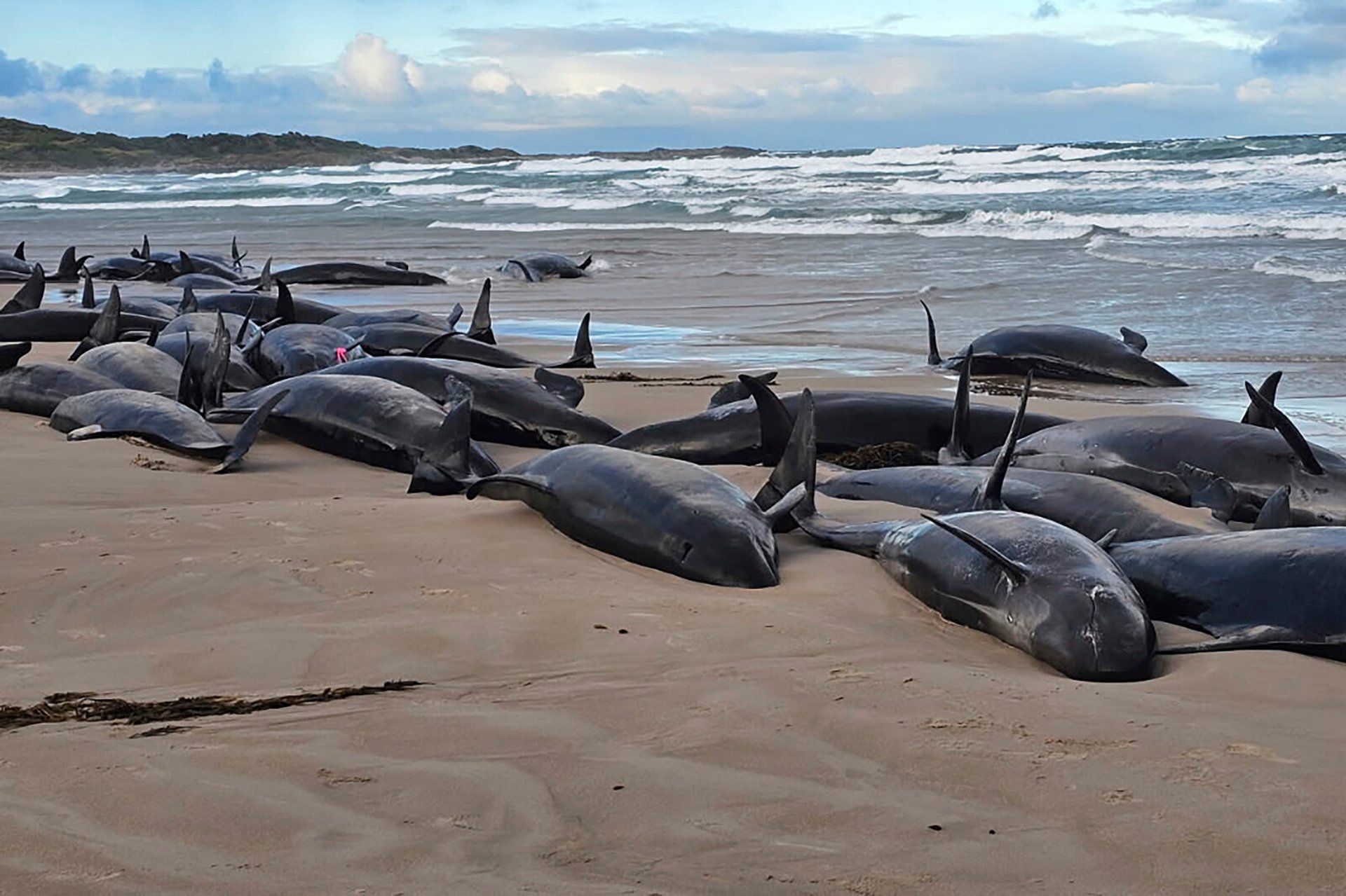 Stranded False Killer Whales to be Put Down