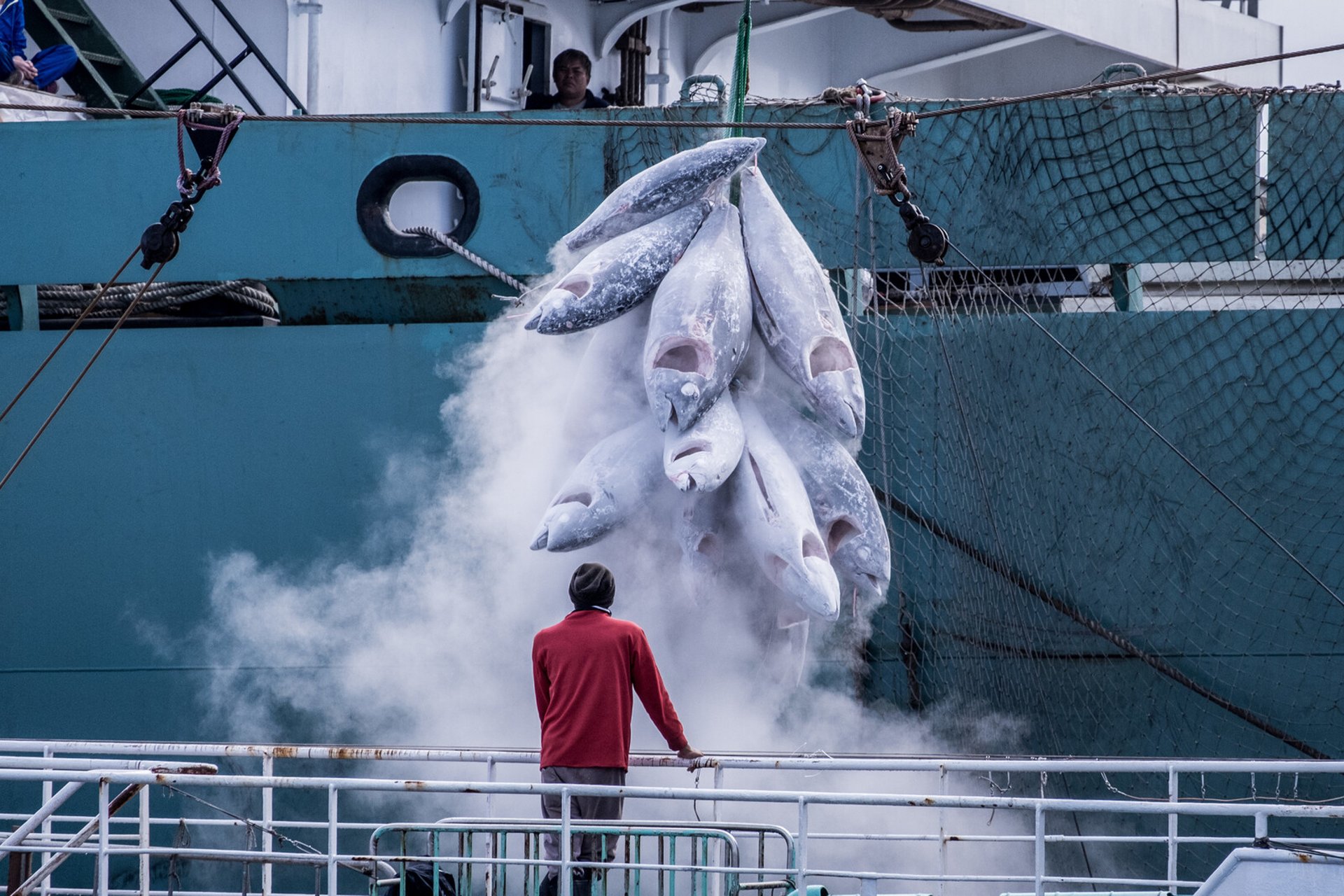 Swedish research reveals "fish taxi" owners