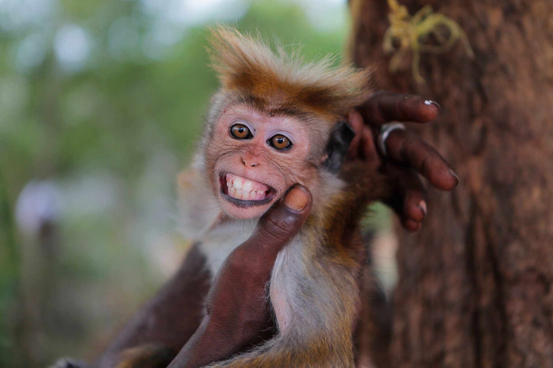 Monkey caused power outage across entire Sri Lanka