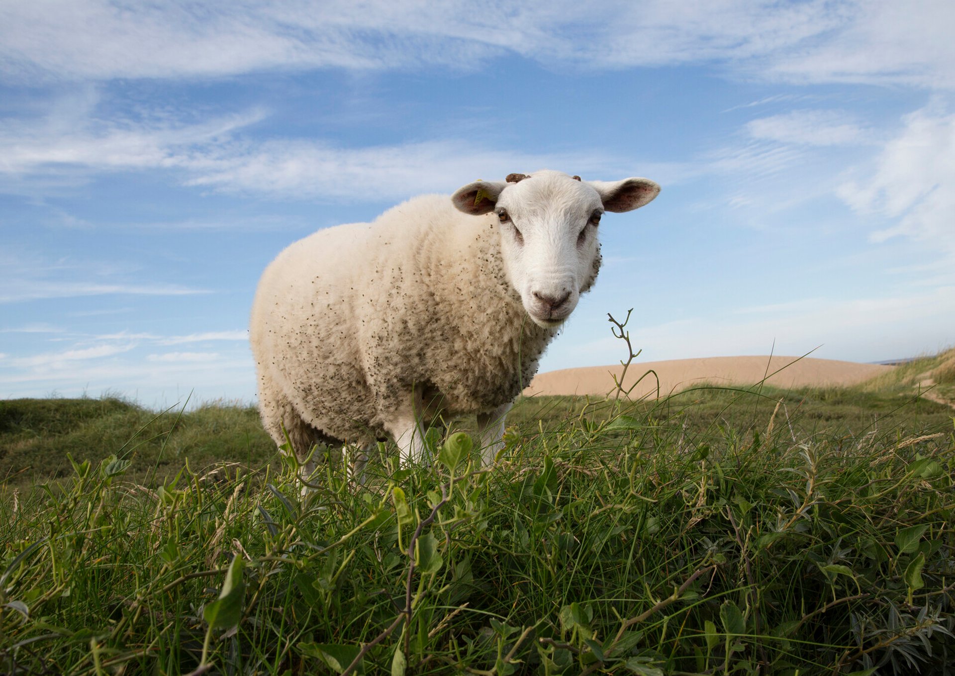 Then the feared bluetongue ceases